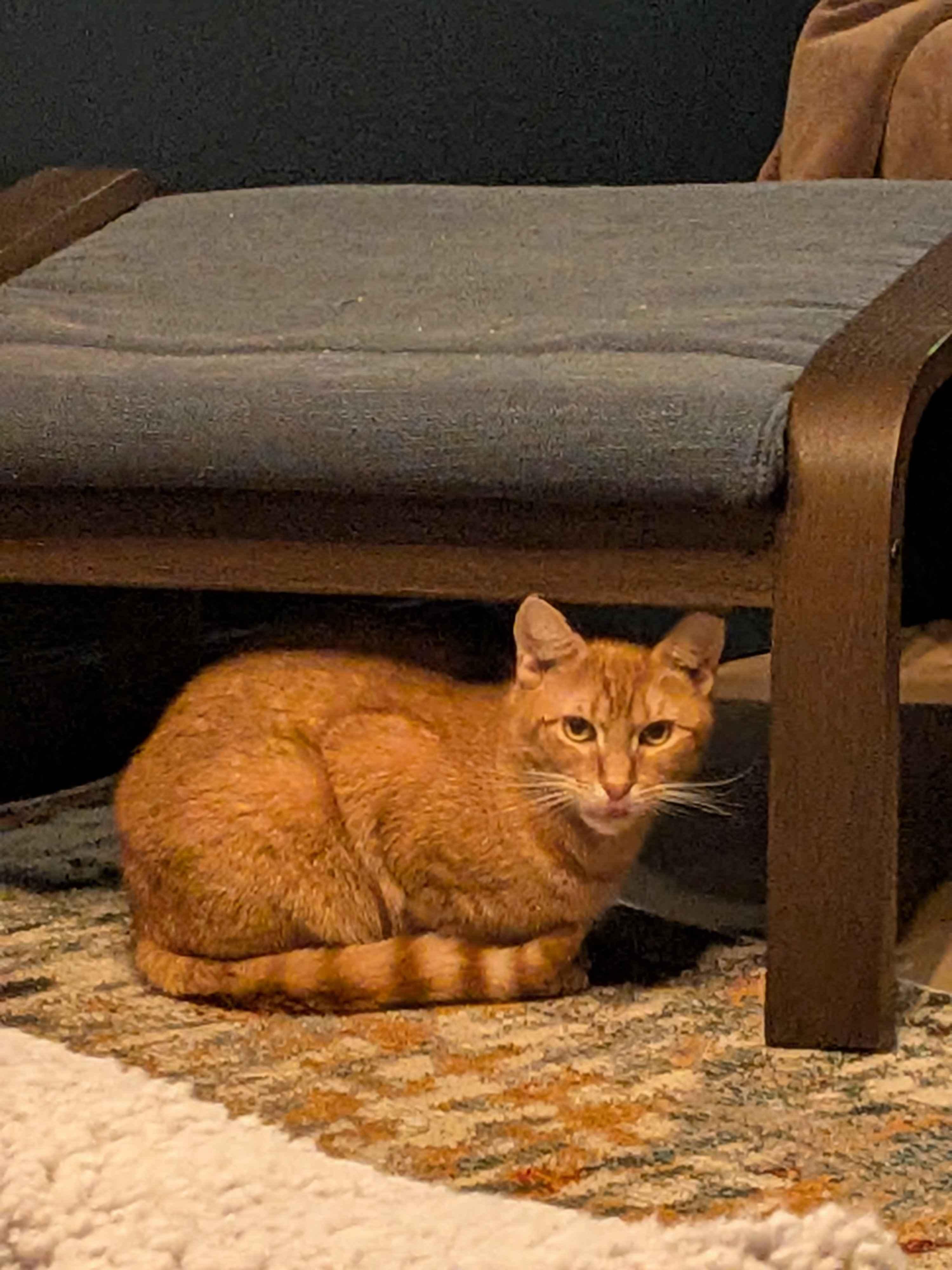 Enlarge Eugene, a ADOPTABLE American Shorthair in Florham Park, NJ image 4/5