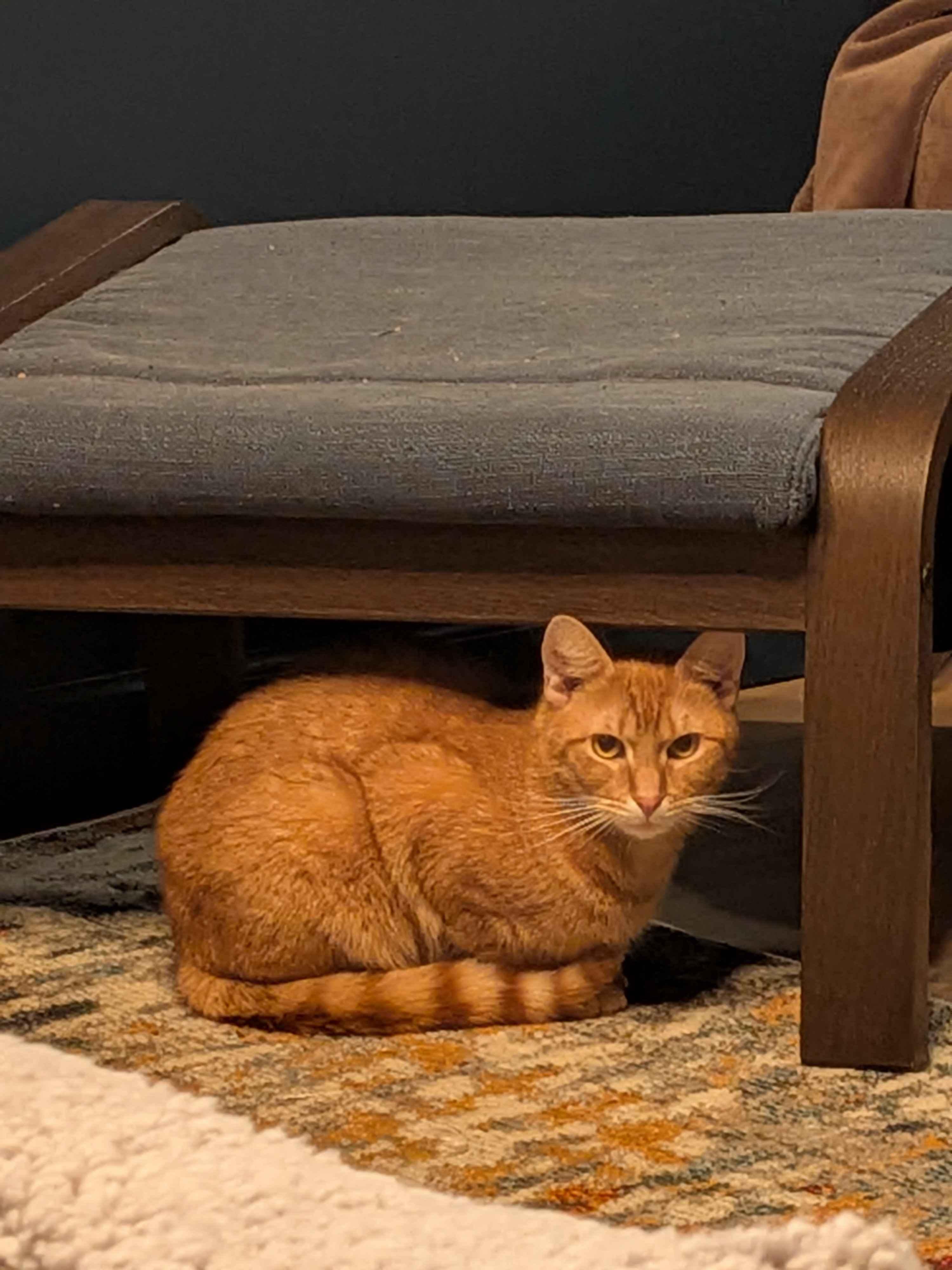 Enlarge Eugene, a ADOPTABLE American Shorthair in Florham Park, NJ image 5/5