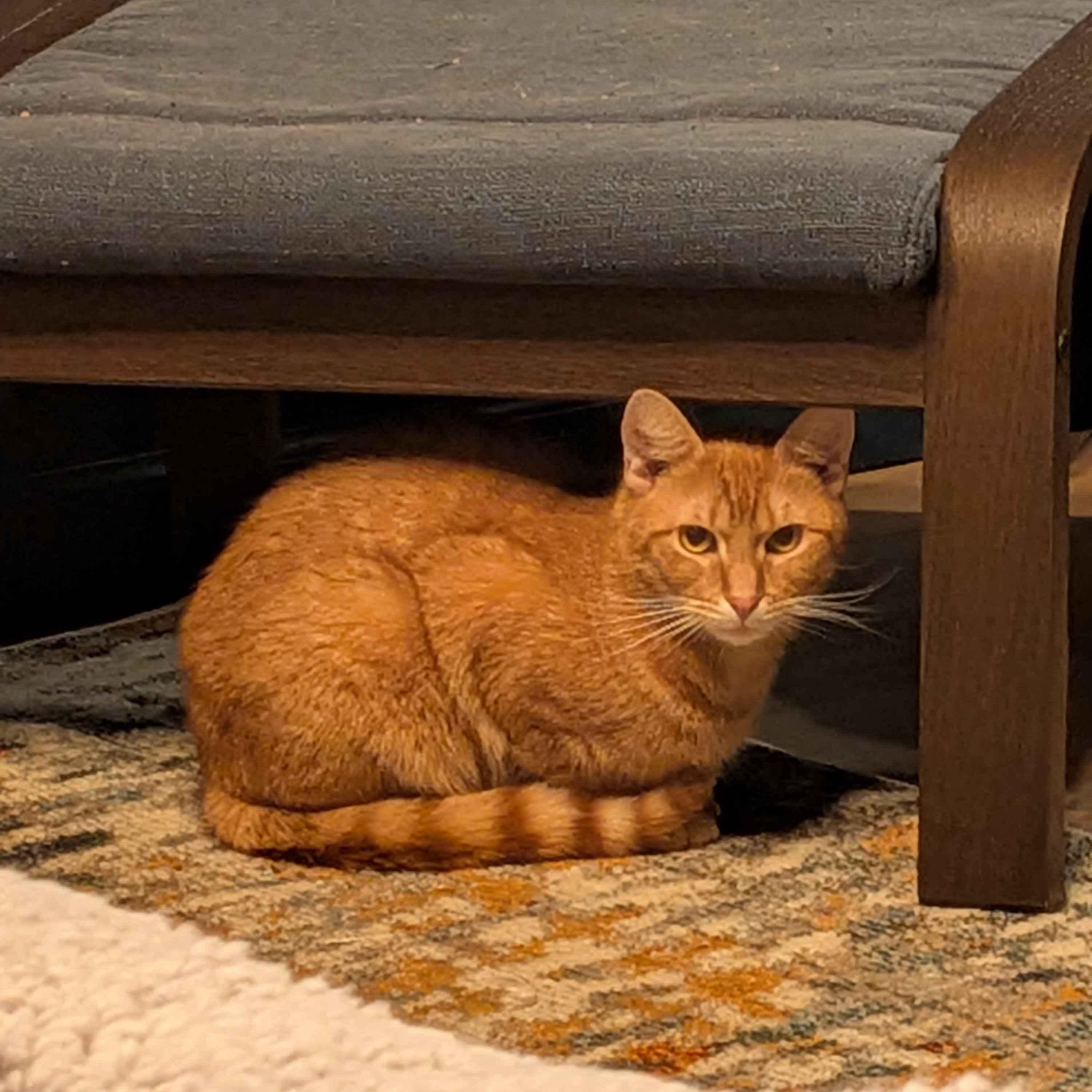 Eugene, a ADOPTABLE American Shorthair in North Bergen, NJ image 5/5