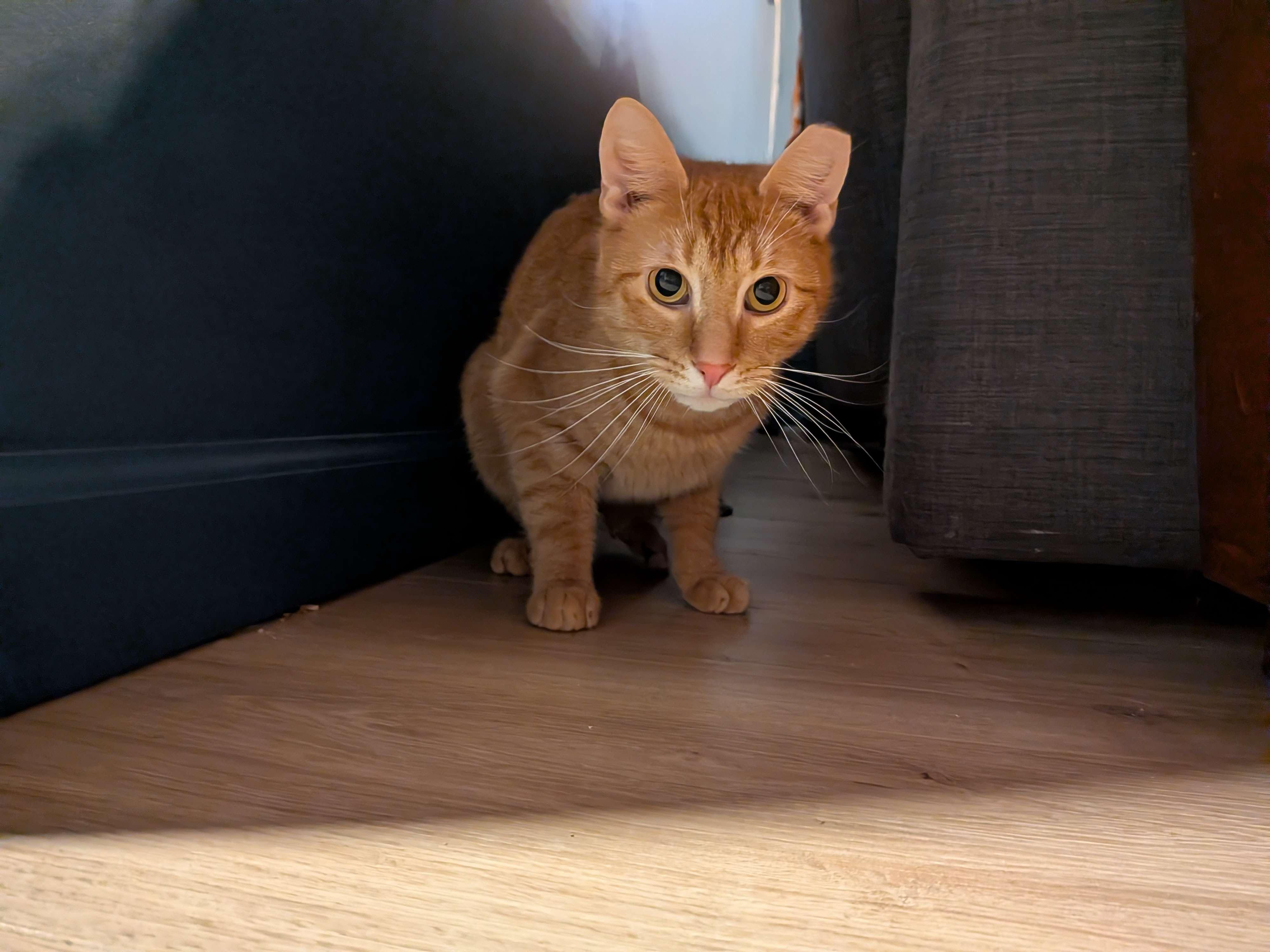 Enlarge Eugene, a ADOPTABLE American Shorthair in Florham Park, NJ image 2/5