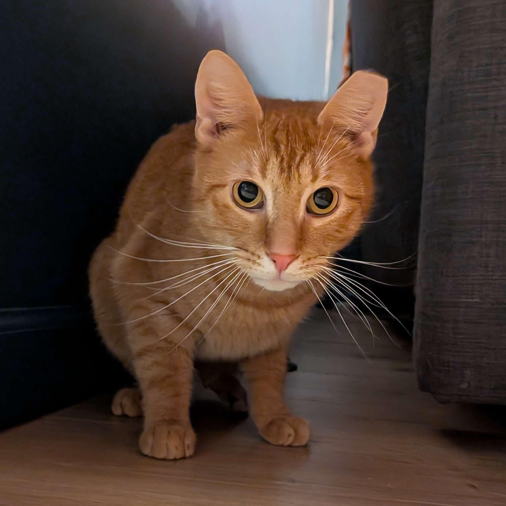 Eugene, a ADOPTABLE American Shorthair in North Bergen, NJ image 3/5