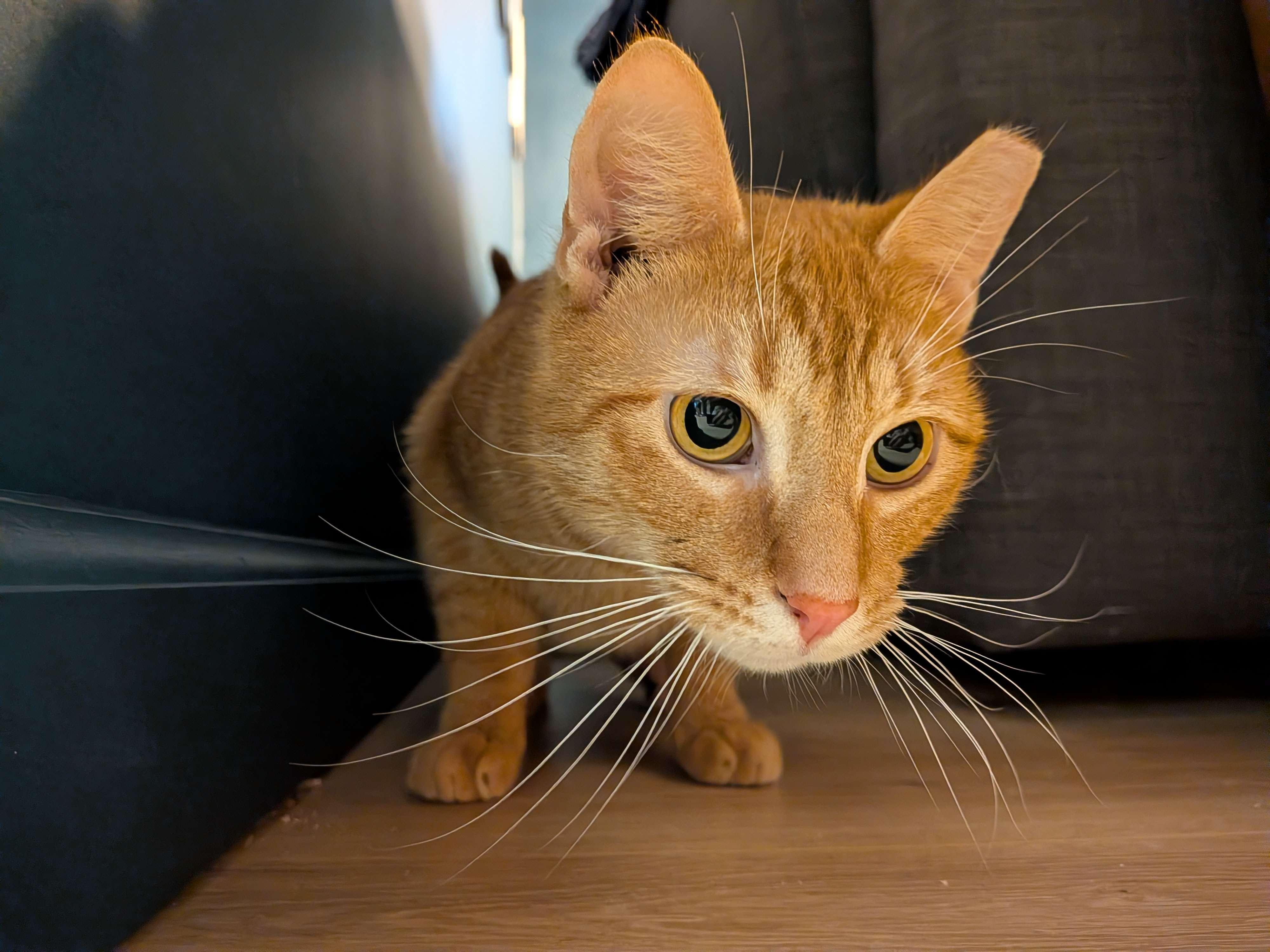 Enlarge Eugene, a ADOPTABLE American Shorthair in Florham Park, NJ image 1/5