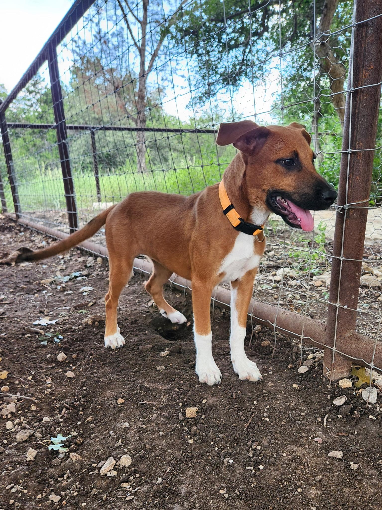 Tilly, an adoptable Mixed Breed in Wilsall, MT, 59086 | Photo Image 1