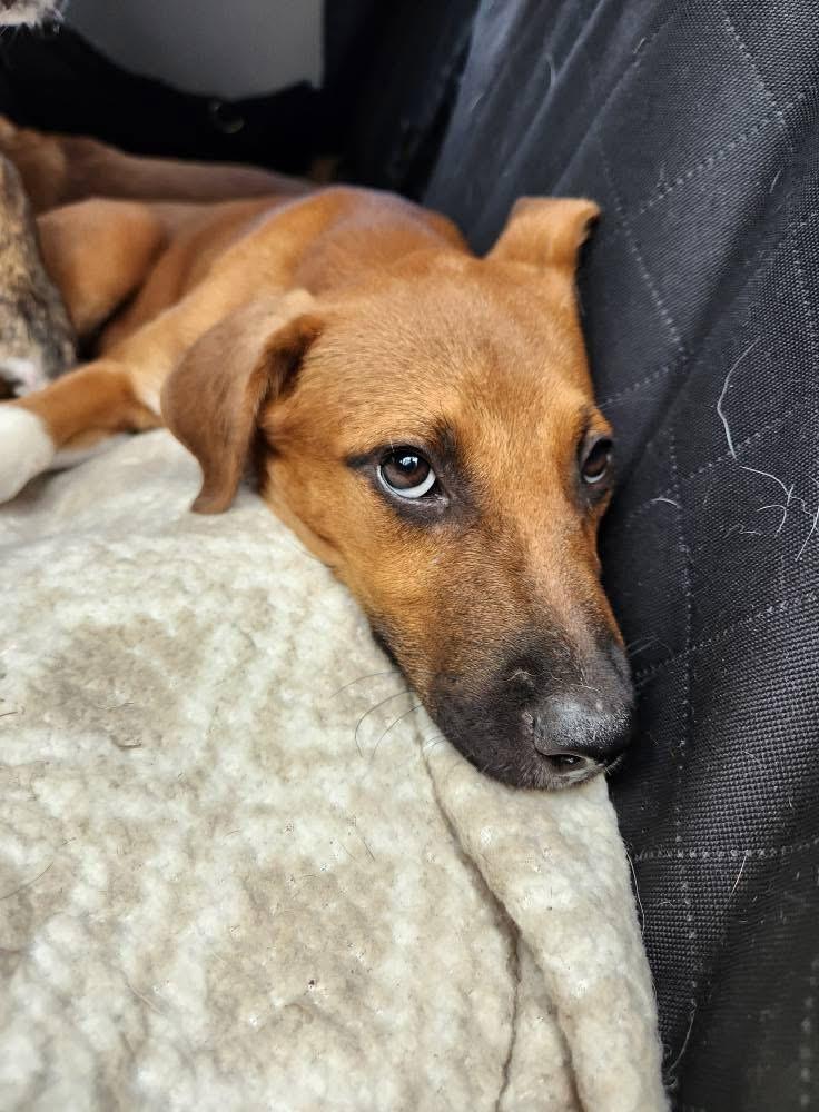 Tilly, an adoptable Mixed Breed in Wilsall, MT, 59086 | Photo Image 2