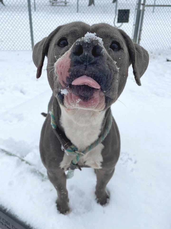 Dracula, ADOPTABLE, Adult Male Pit Bull Terrier.