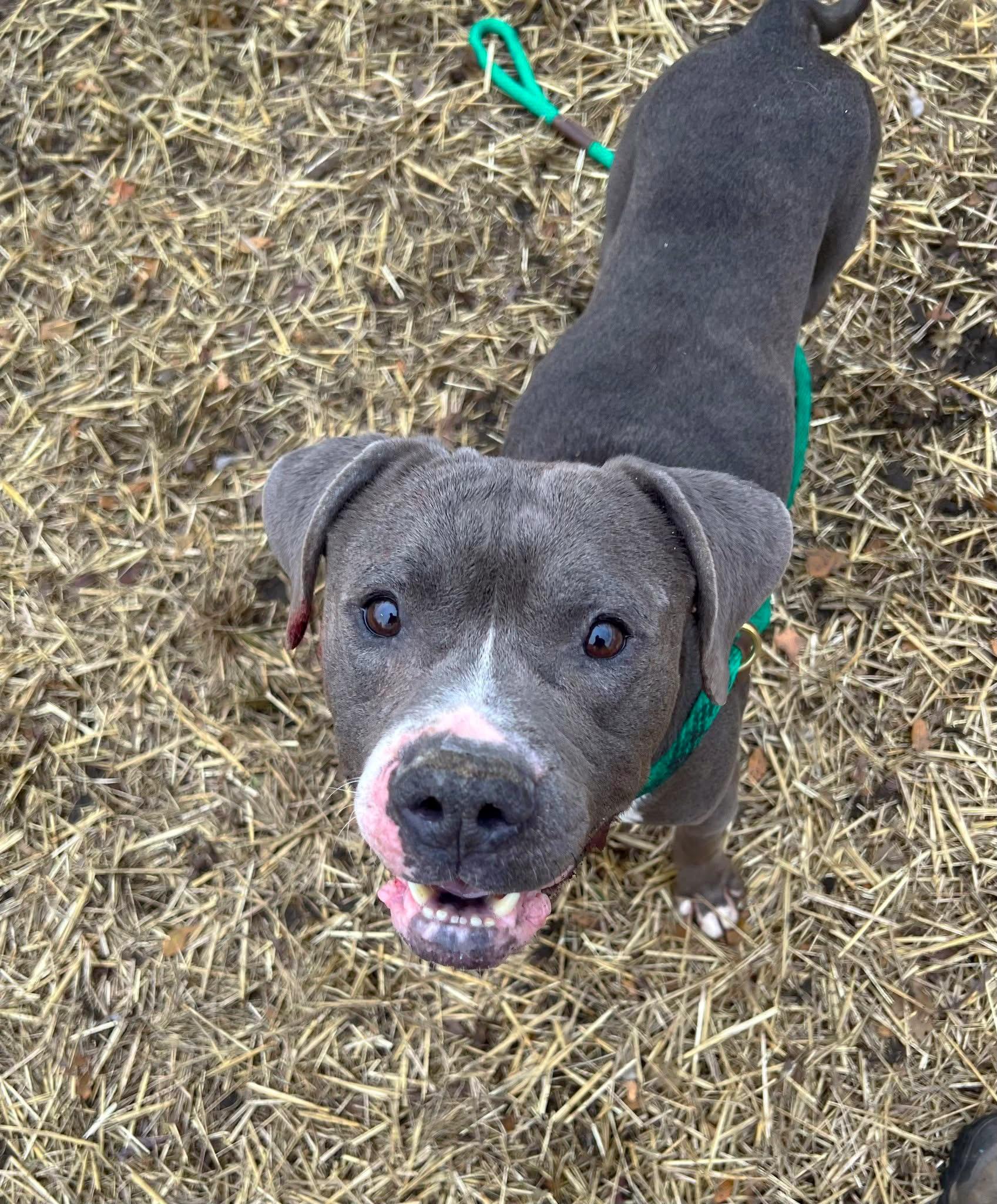 Dracula, a ADOPTABLE Pit Bull Terrier in Chicago, IL image 2/5