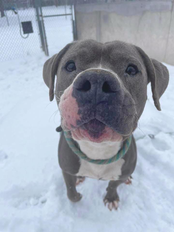 Dracula, a ADOPTABLE Pit Bull Terrier in Chicago, IL image 3/5