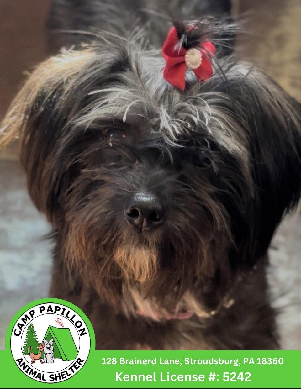 Enlarge Genesis, a Adoptable mixed breed in Stroudsburg, PA image 1/1