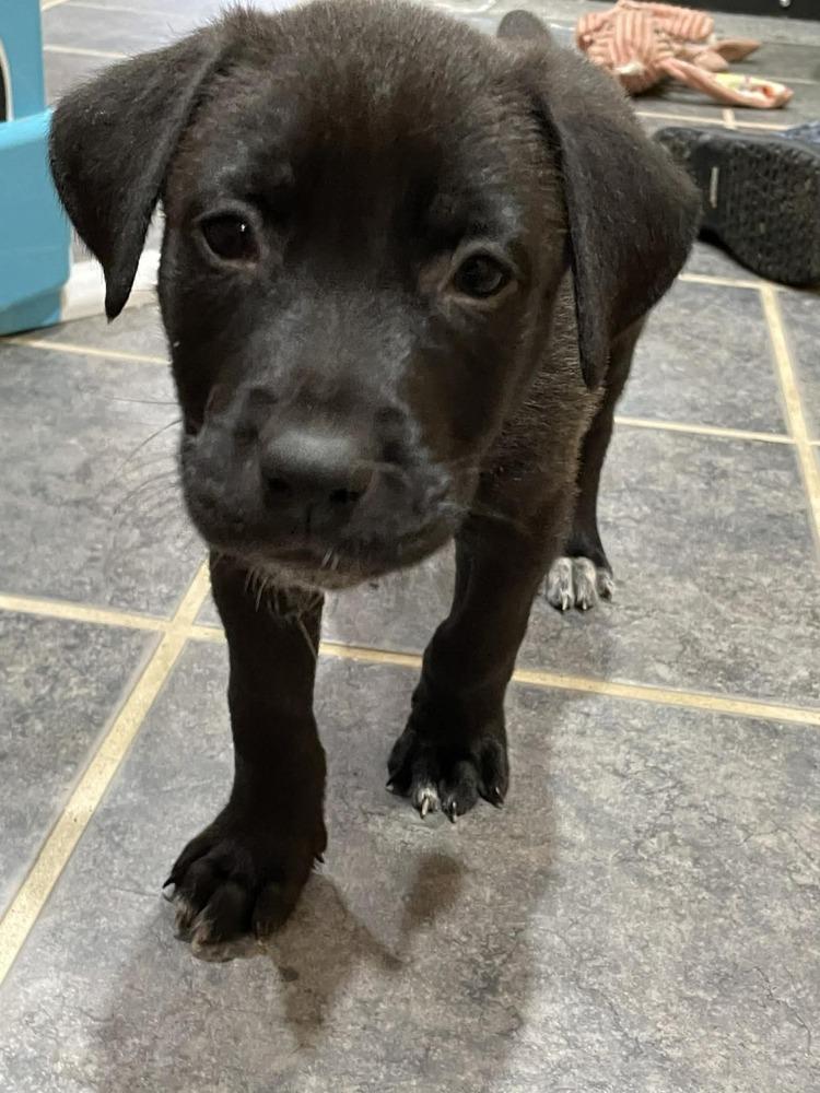 Enlarge Everest III, a Adoptable mixed breed in Fredonia, WI image 1/2