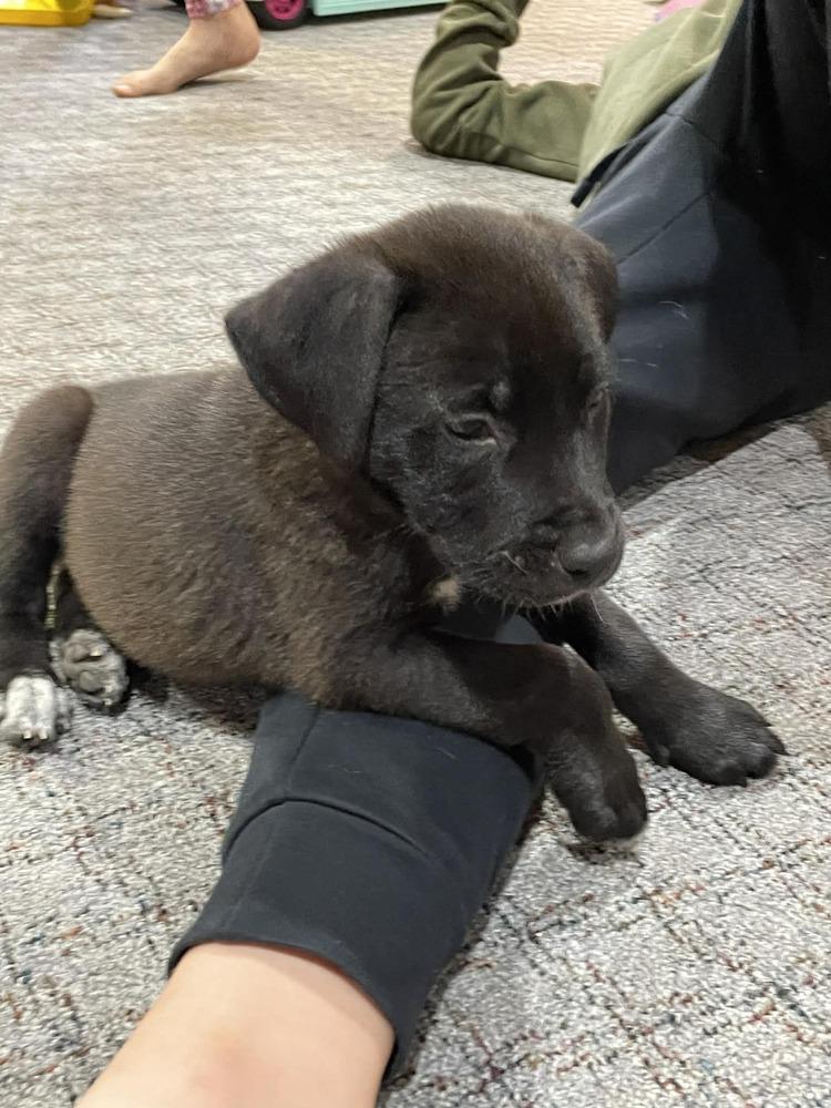 Enlarge Everest III, a Adoptable mixed breed in Fredonia, WI image 2/2