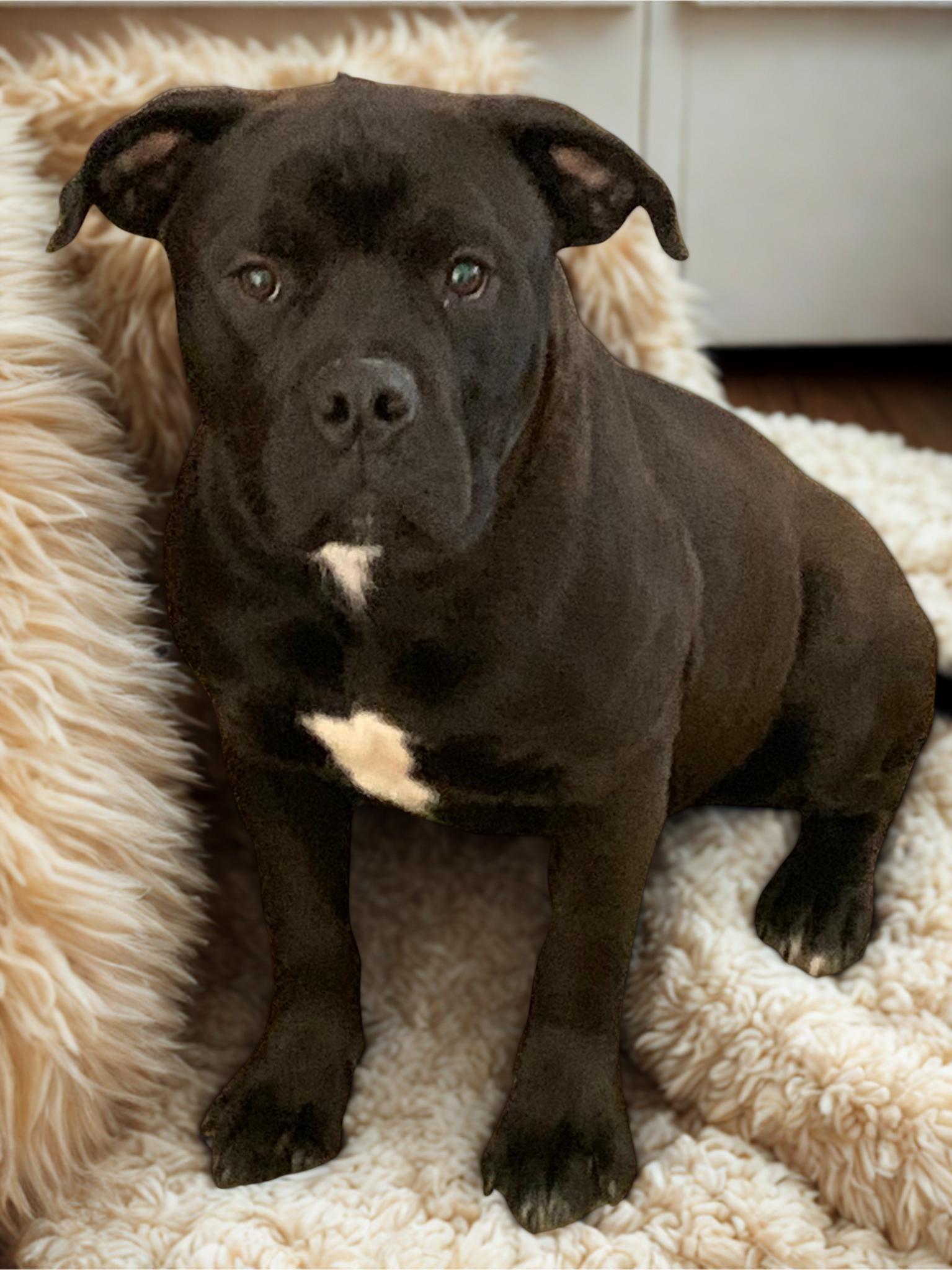 Ozzi, an adoptable Rottweiler, American Staffordshire Terrier in Kuna, ID, 83634 | Photo Image 1