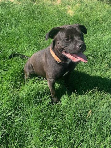 Ozzi, an adoptable Rottweiler, American Staffordshire Terrier in Kuna, ID, 83634 | Photo Image 2