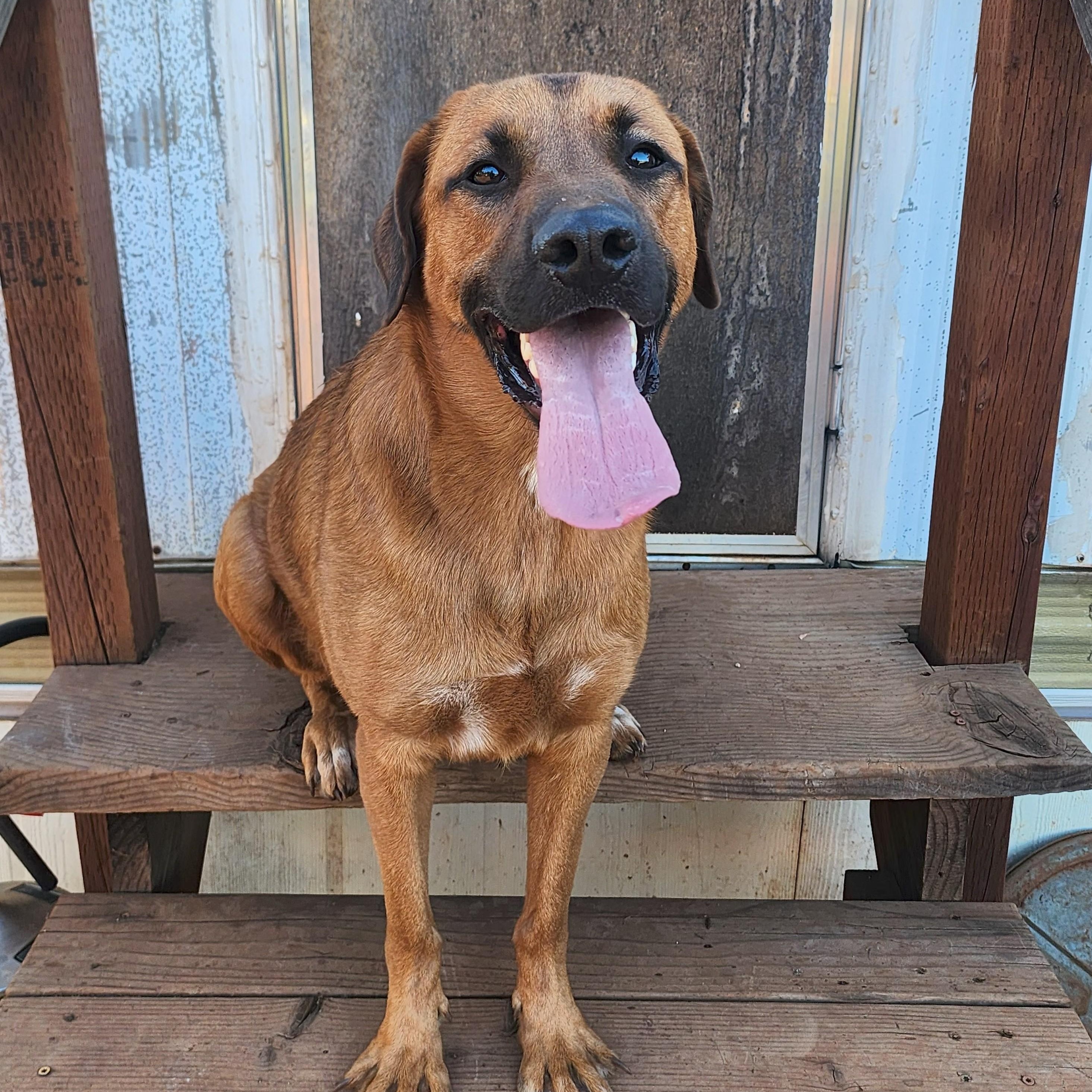 Enlarge Oscar, a Adoptable mixed breed in Shingletown, CA image 2/3