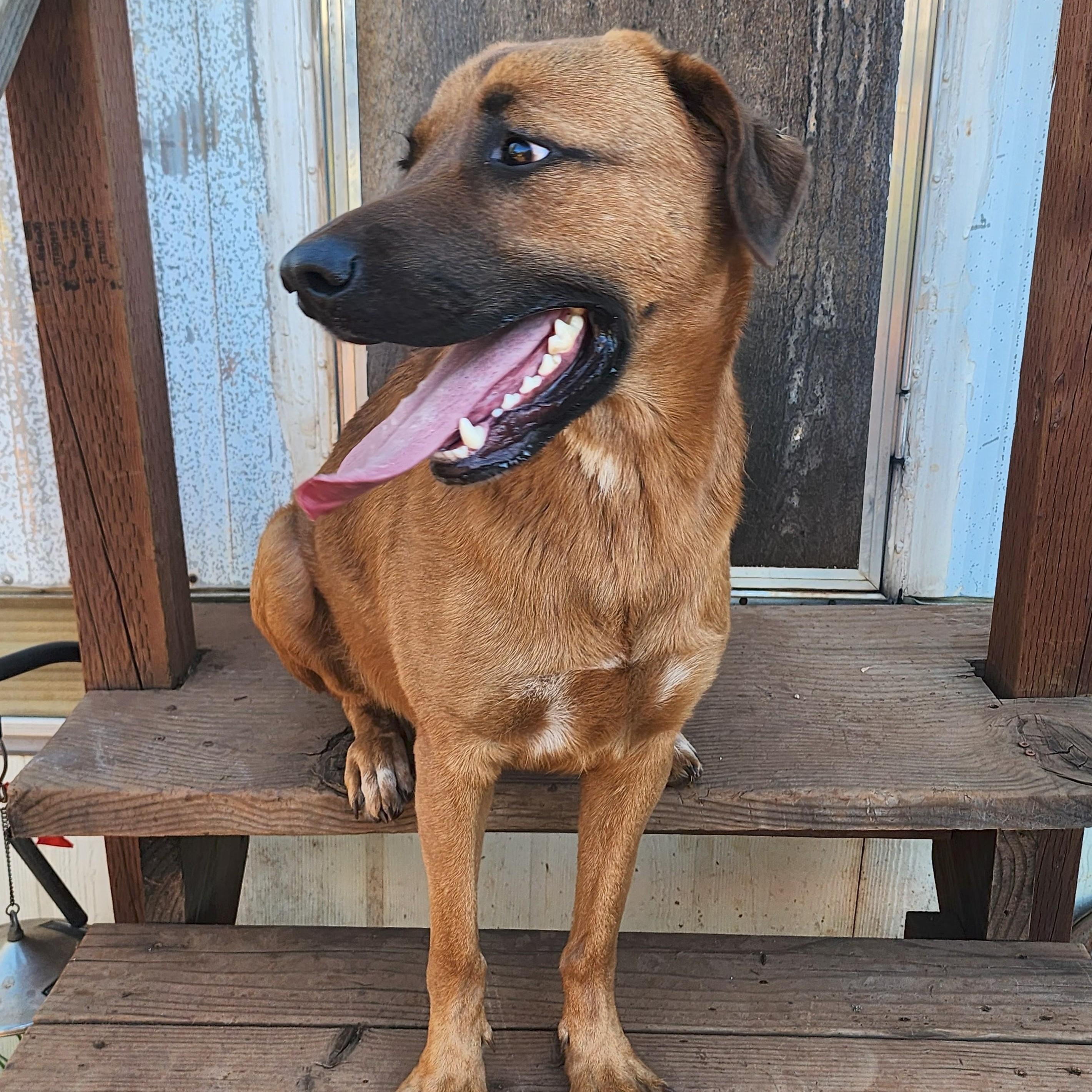 Enlarge Oscar, a Adoptable mixed breed in Shingletown, CA image 1/3