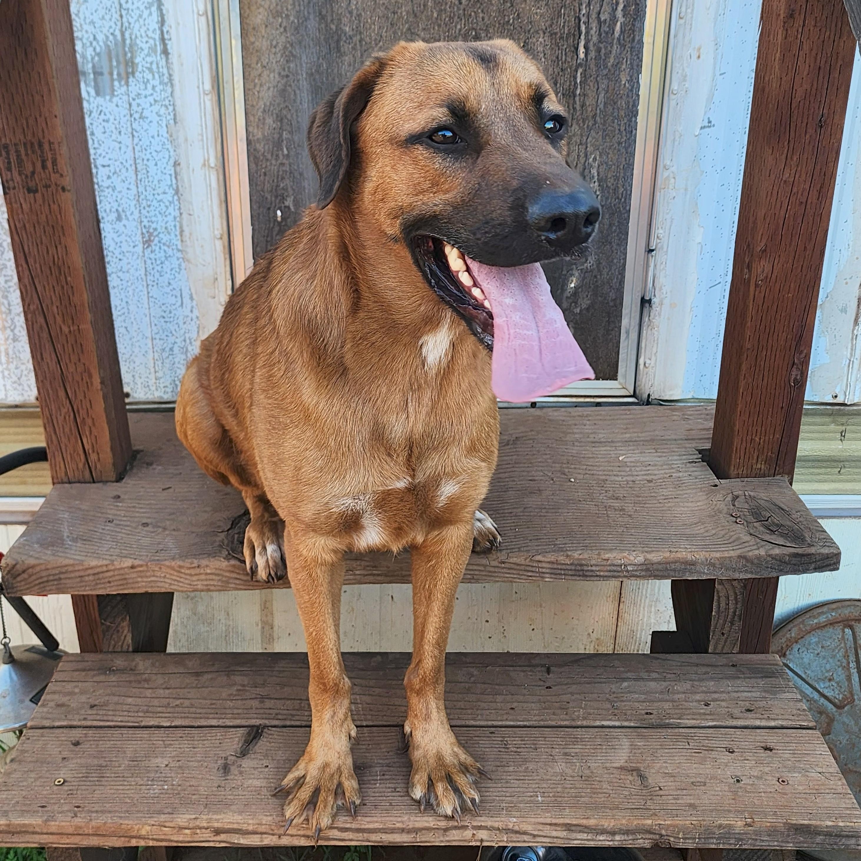 Enlarge Oscar, a Adoptable mixed breed in Shingletown, CA image 3/3
