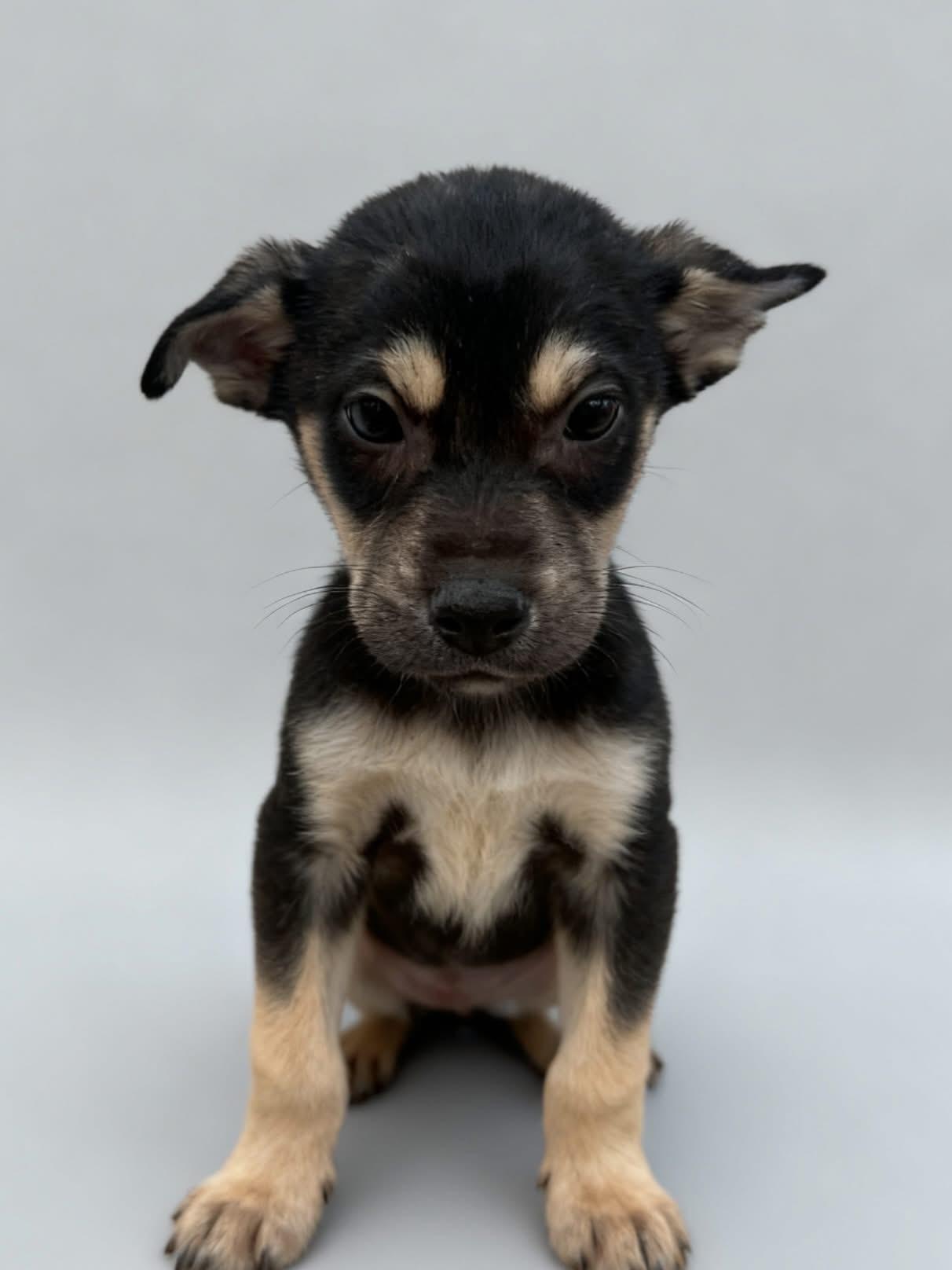 Enlarge Finn, a ADOPTABLE mixed breed in Spring, TX image 1/1