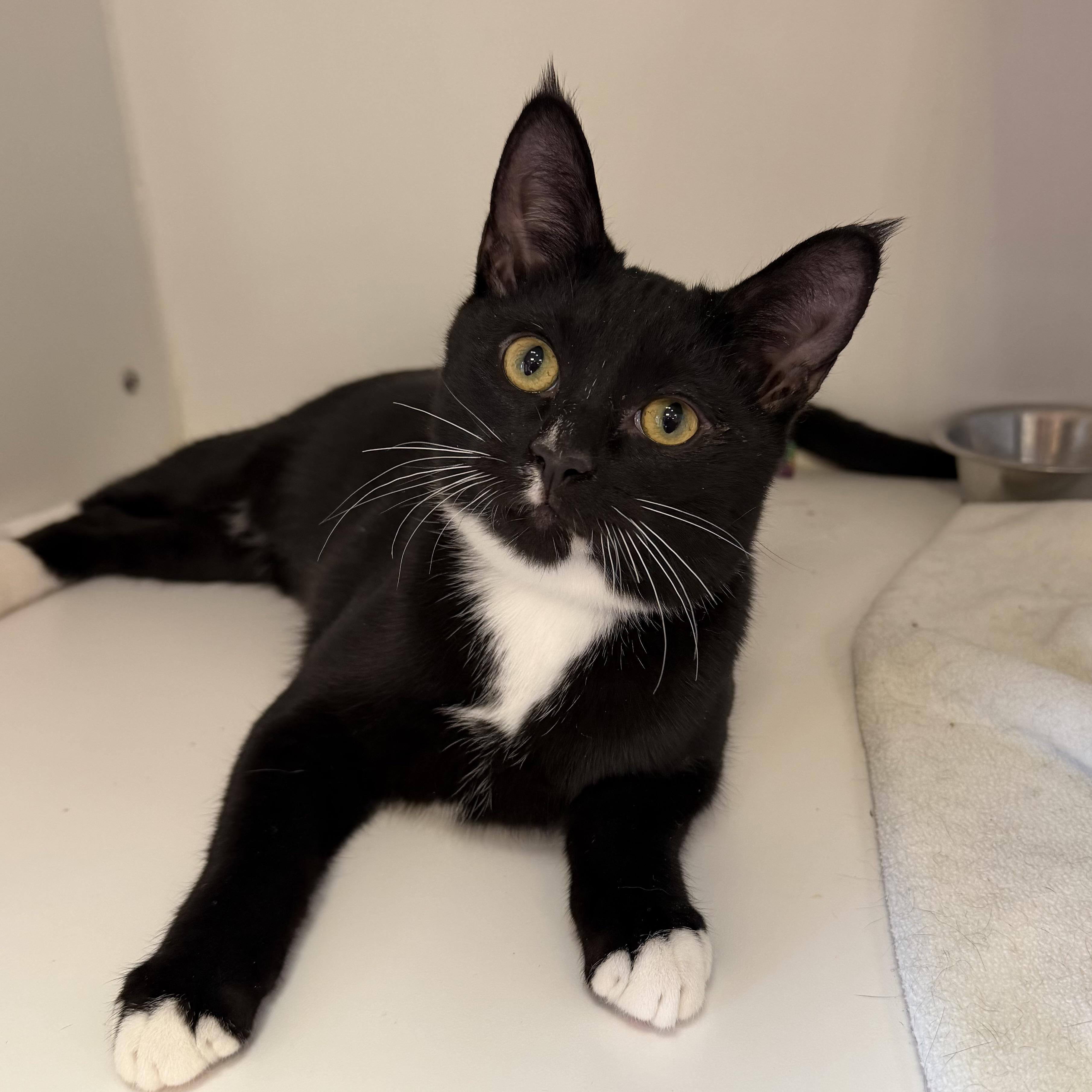 Fiyero, adopted, Kitten Male Domestic Short Hair.