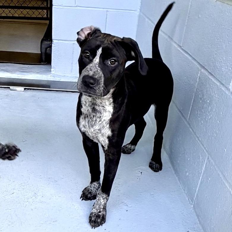 Bag 26-04-006, Adoptable, Puppy Female Pit Bull Terrier.