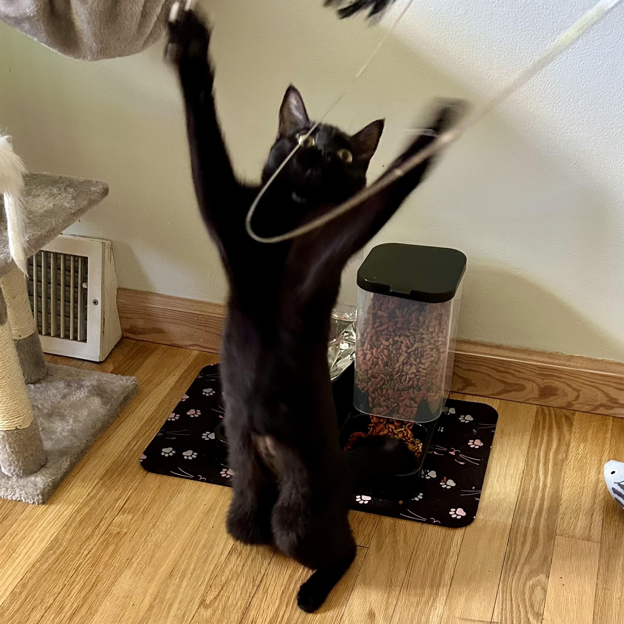 GOOBER, Adoptable, Young Male Tuxedo.