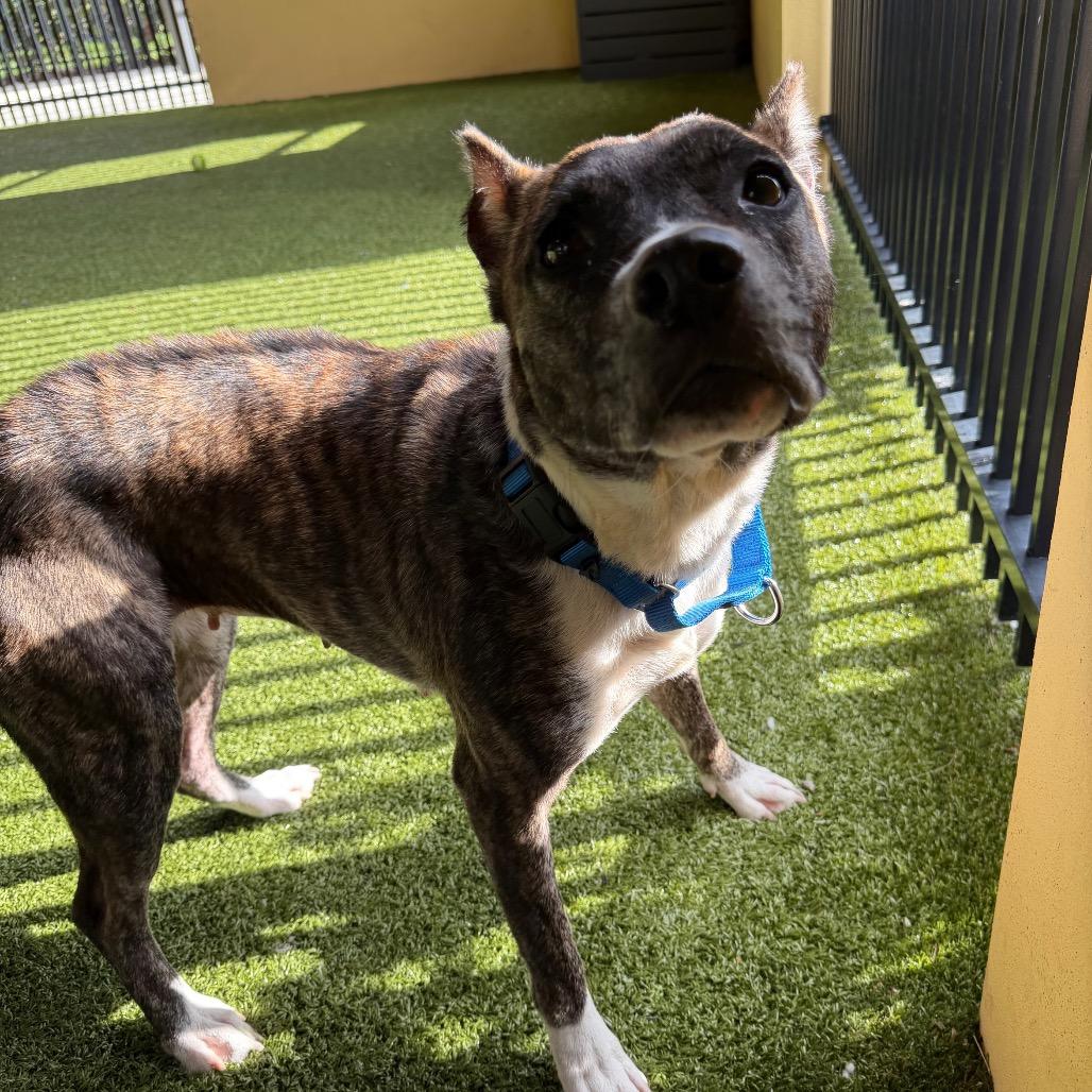 Valerie, Adoptable, Adult Female Terrier.