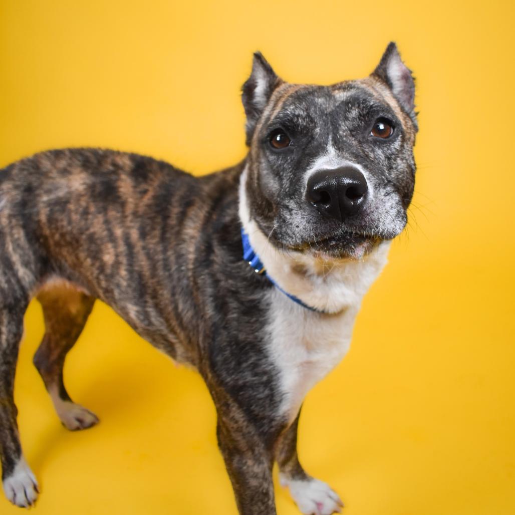 Enlarge Valerie, a Adoptable Terrier in West Palm Beach, FL image 2/5