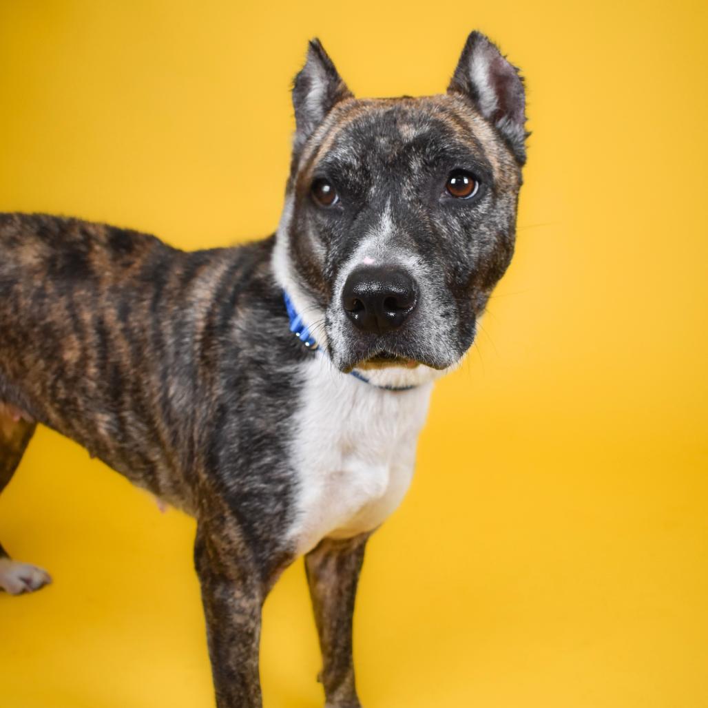 Enlarge Valerie, a Adoptable Terrier in West Palm Beach, FL image 3/5