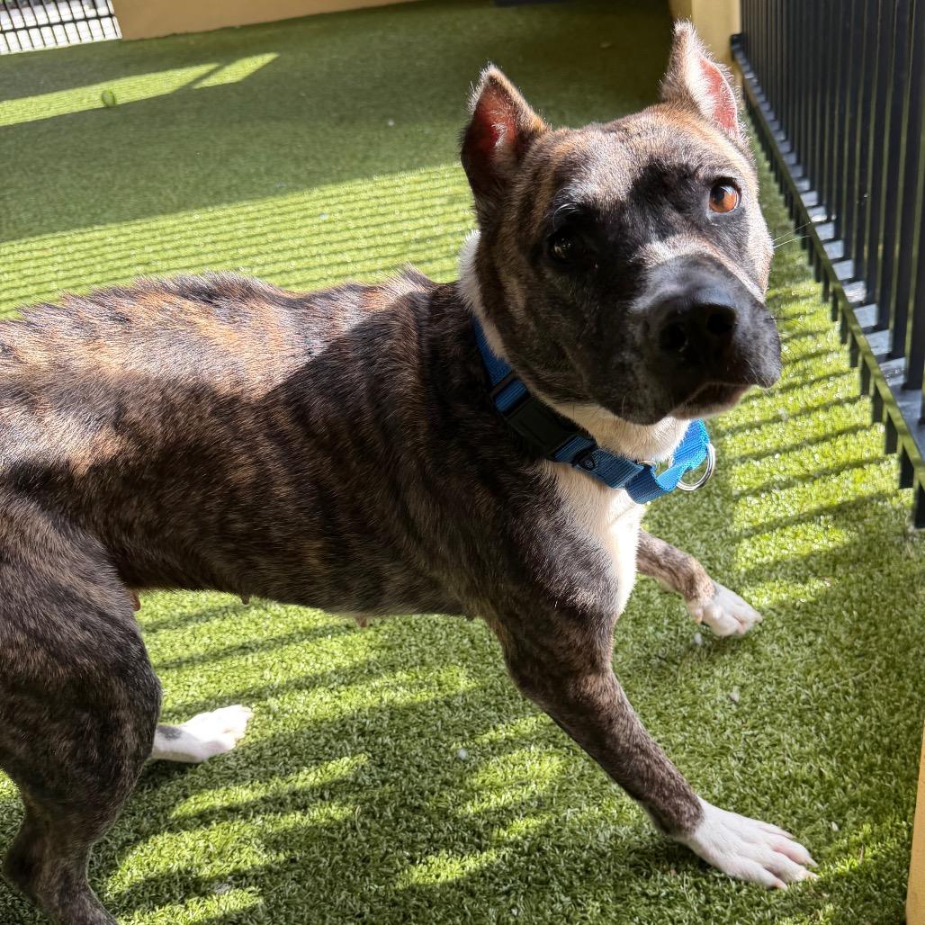 Enlarge Valerie, a Adoptable Terrier in West Palm Beach, FL image 4/5