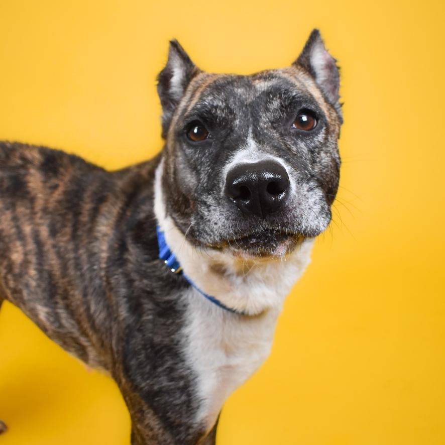 Enlarge Valerie, a Adoptable Terrier in West Palm Beach, FL image 5/5