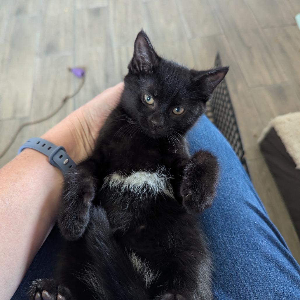 Havoc, Adoptable, Kitten Female Domestic Short Hair.