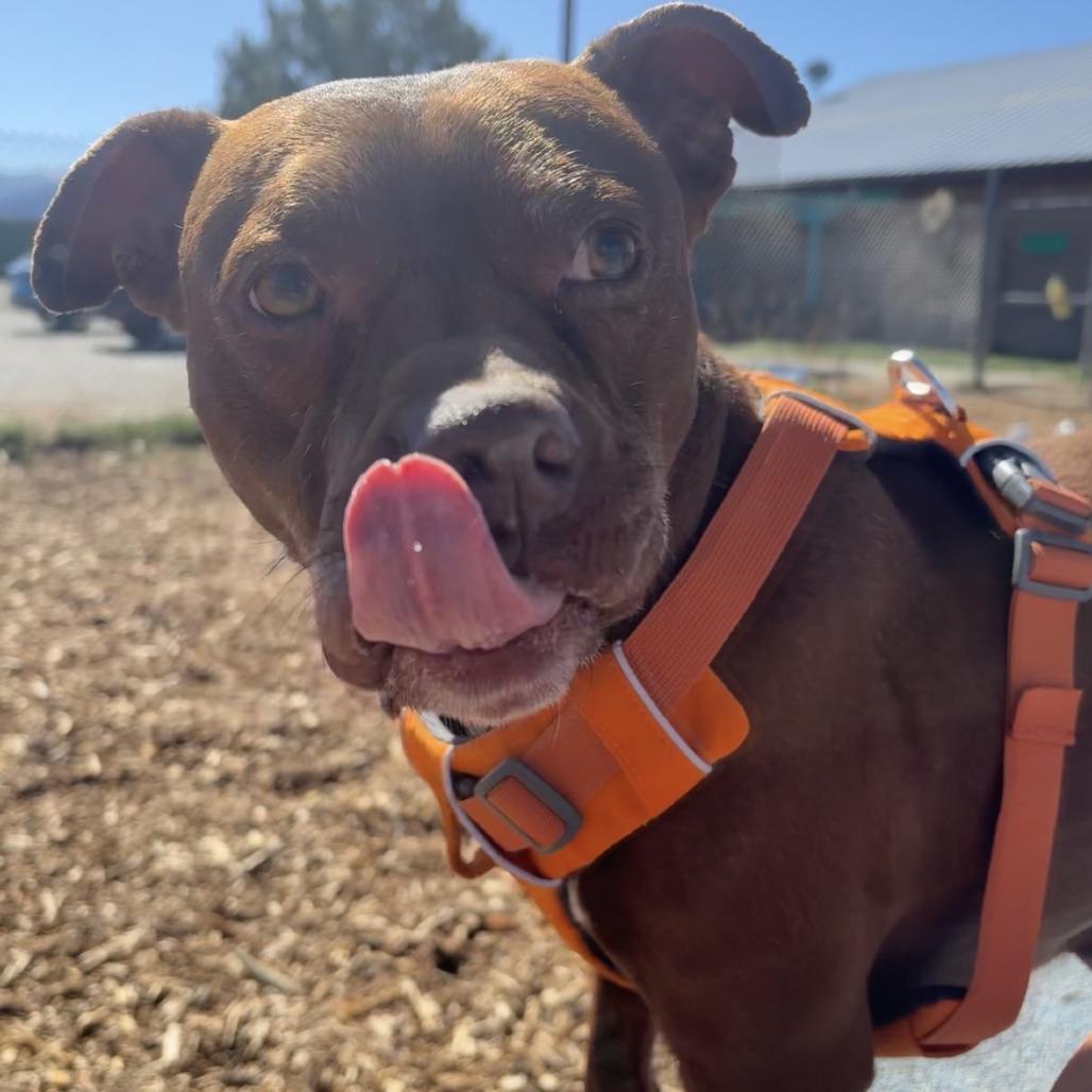 Enlarge Saffron, a Adoptable Pit Bull Terrier in Taos, NM image 1/1