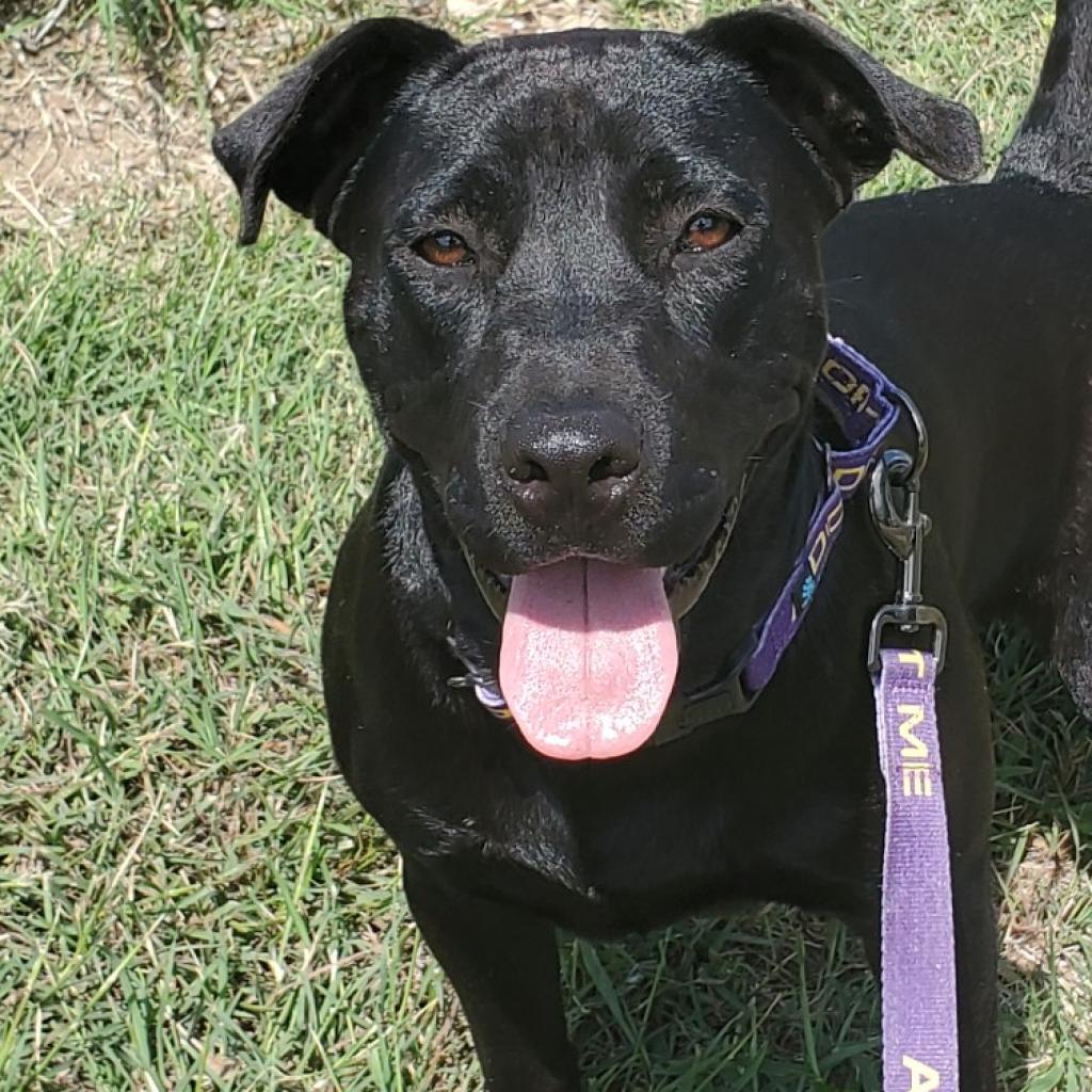 Evan aka Quint JuM, Adult Male Black Labrador Retriever