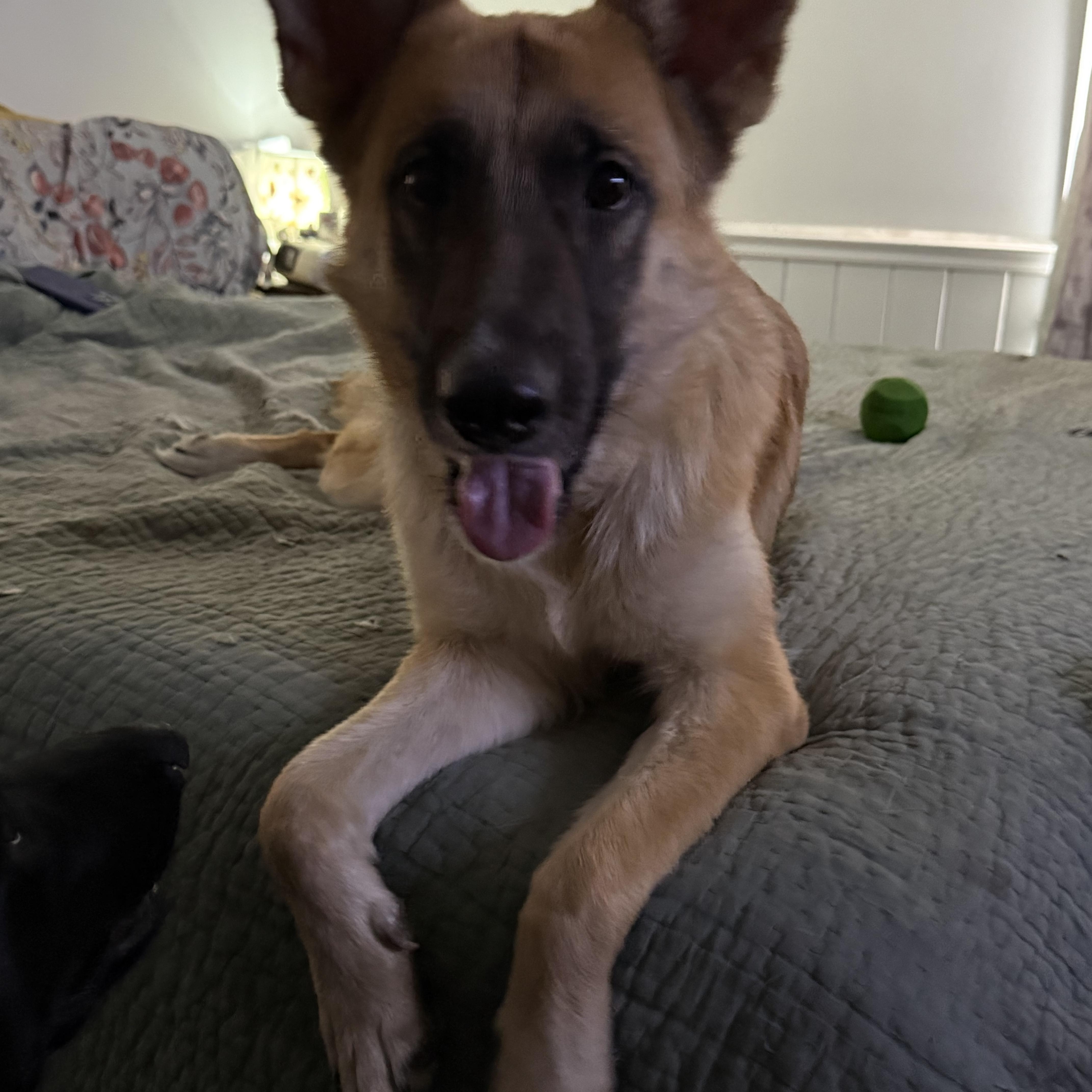 Mavis, a ADOPTABLE mixed breed in Folkston, GA image 3/3