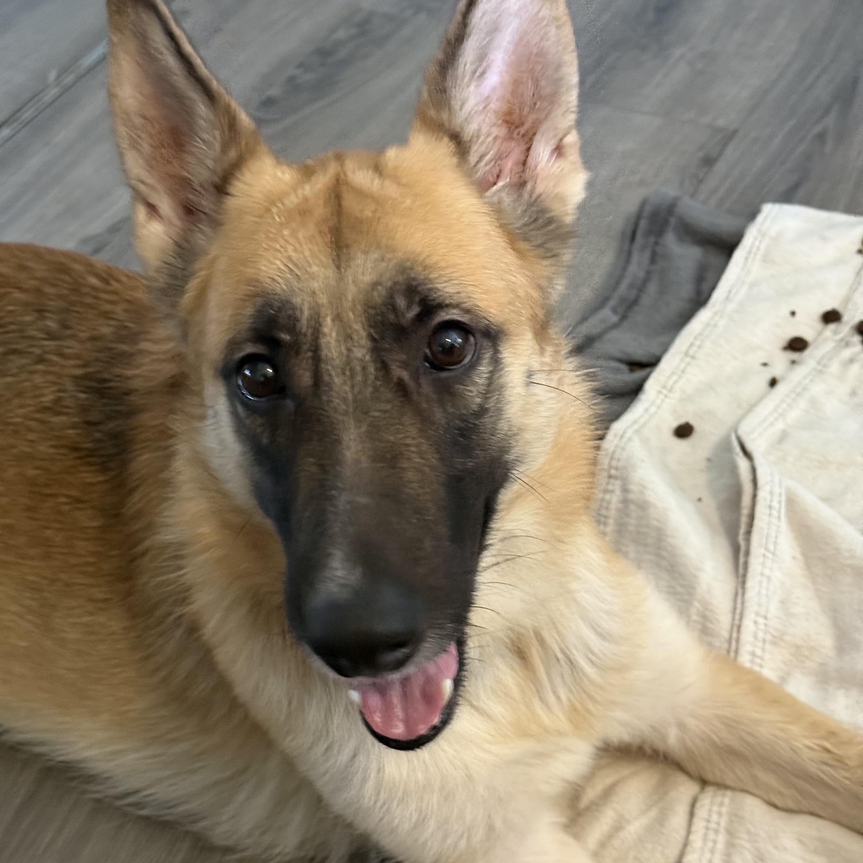 Mavis, ADOPTABLE, Young Female German Shepherd Dog & Belgian Shepherd / Malinois.