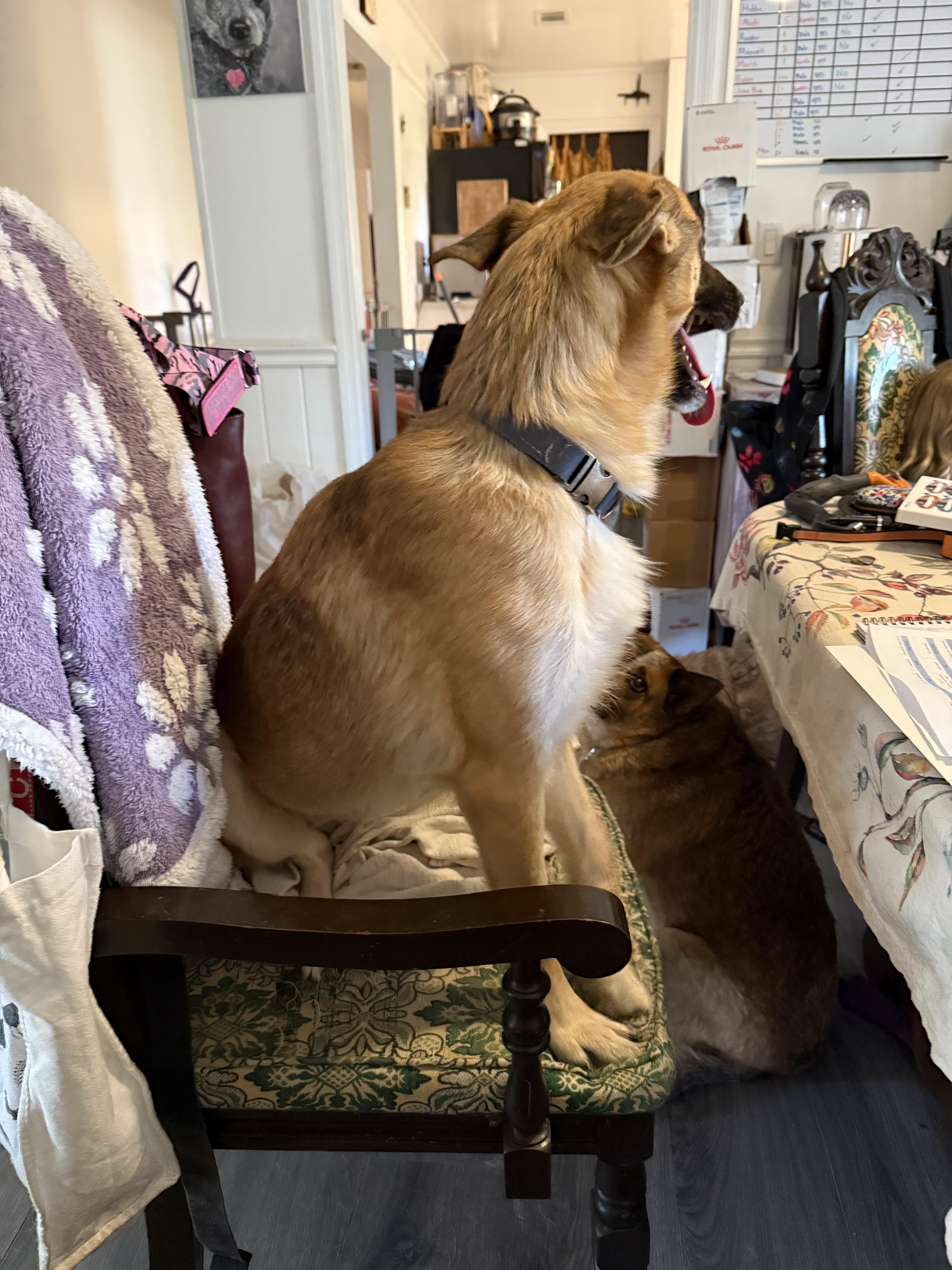 Mavis, a ADOPTABLE mixed breed in Folkston, GA image 2/3