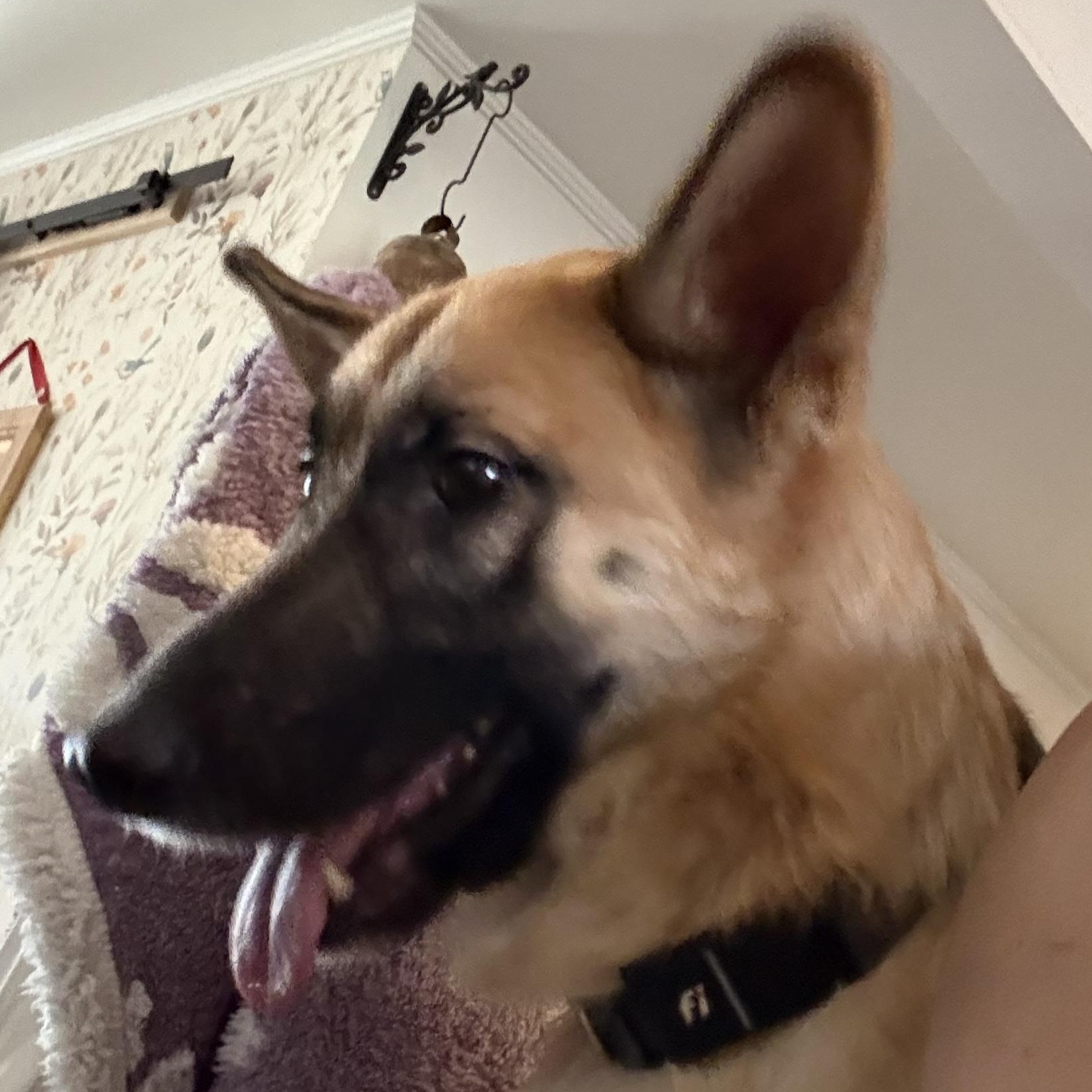 Mavis, ADOPTABLE, Young Female Belgian Shepherd / Malinois.