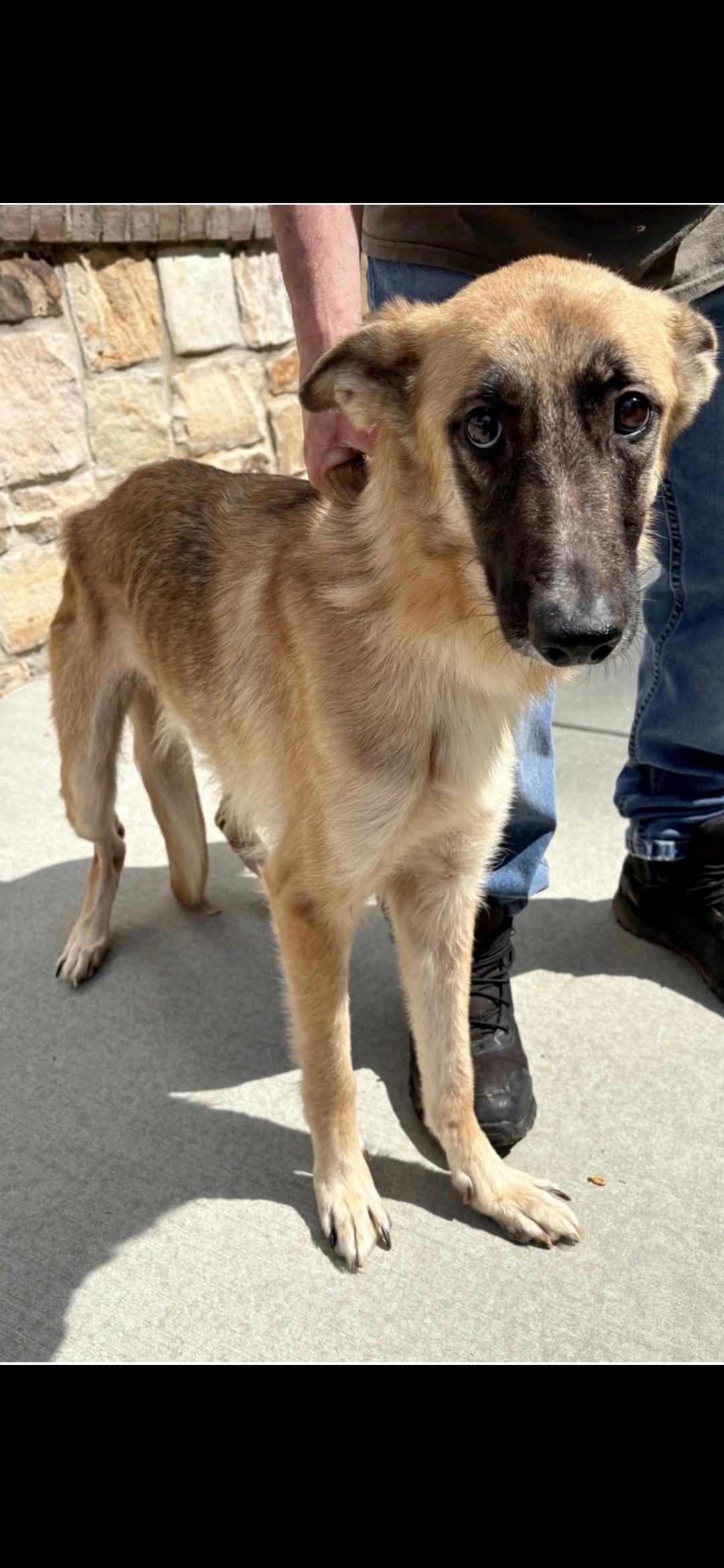Mavis, a ADOPTABLE mixed breed in Folkston, GA image 3/3