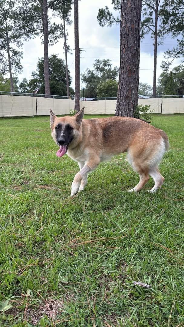 Enlarge Mavis, a Adoptable mixed breed in Folkston, GA image 1/4