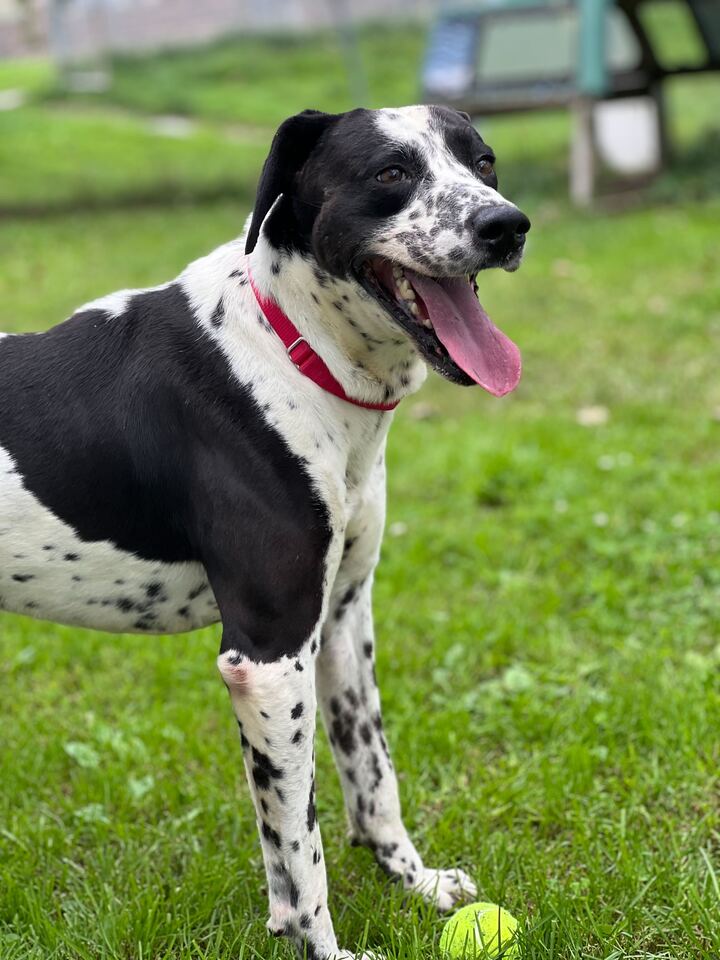 Zephyr