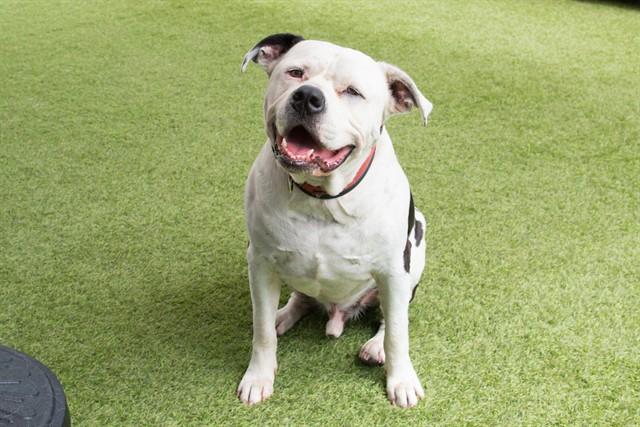 Enlarge LEONIDAS, a Adoptable mixed breed in Santa Monica, CA image 1/1