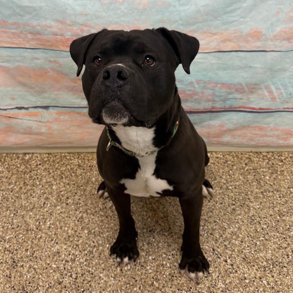 Enlarge Stuffed Bell Pepper, a Adoptable Pit Bull Terrier in Cheyenne, WY image 1/4
