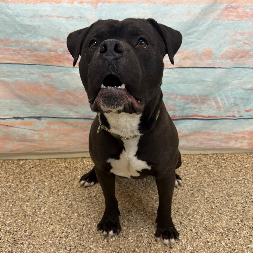 Enlarge Stuffed Bell Pepper, a Adoptable Pit Bull Terrier in Cheyenne, WY image 2/4