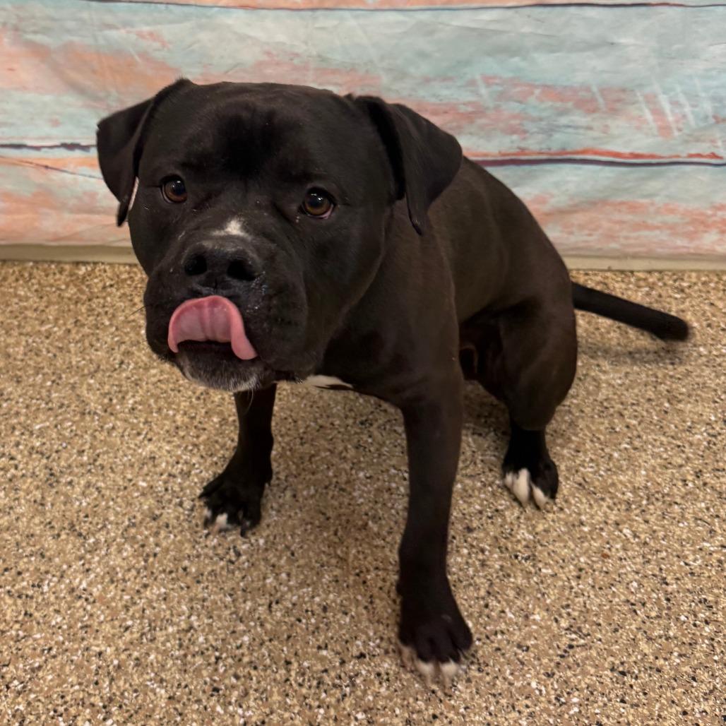 Enlarge Stuffed Bell Pepper, a Adoptable Pit Bull Terrier in Cheyenne, WY image 3/4