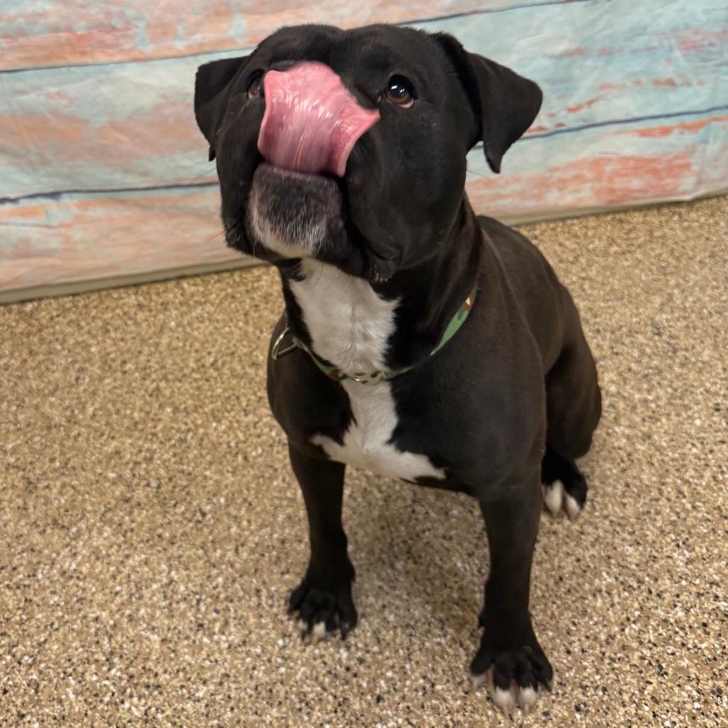 Enlarge Stuffed Bell Pepper, a Adoptable Pit Bull Terrier in Cheyenne, WY image 4/4