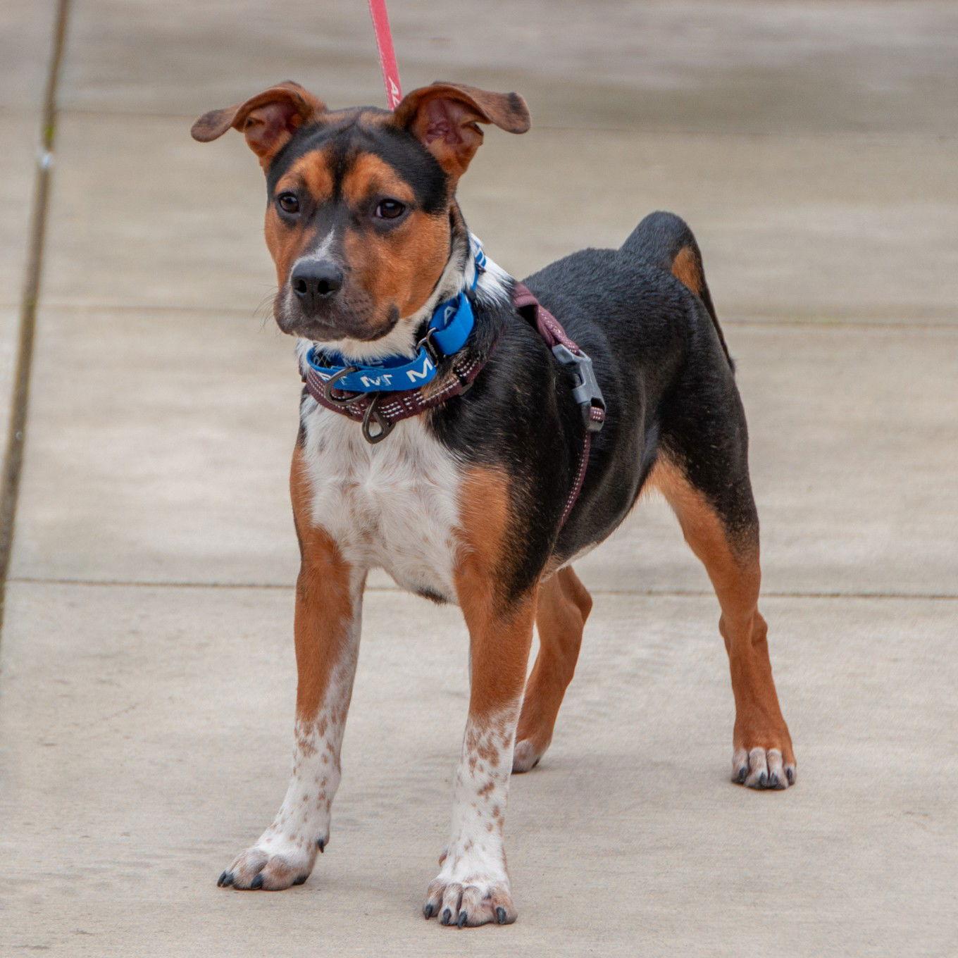 Bruno - COURTESY, Adoptable, Puppy Male Pit Bull Terrier.