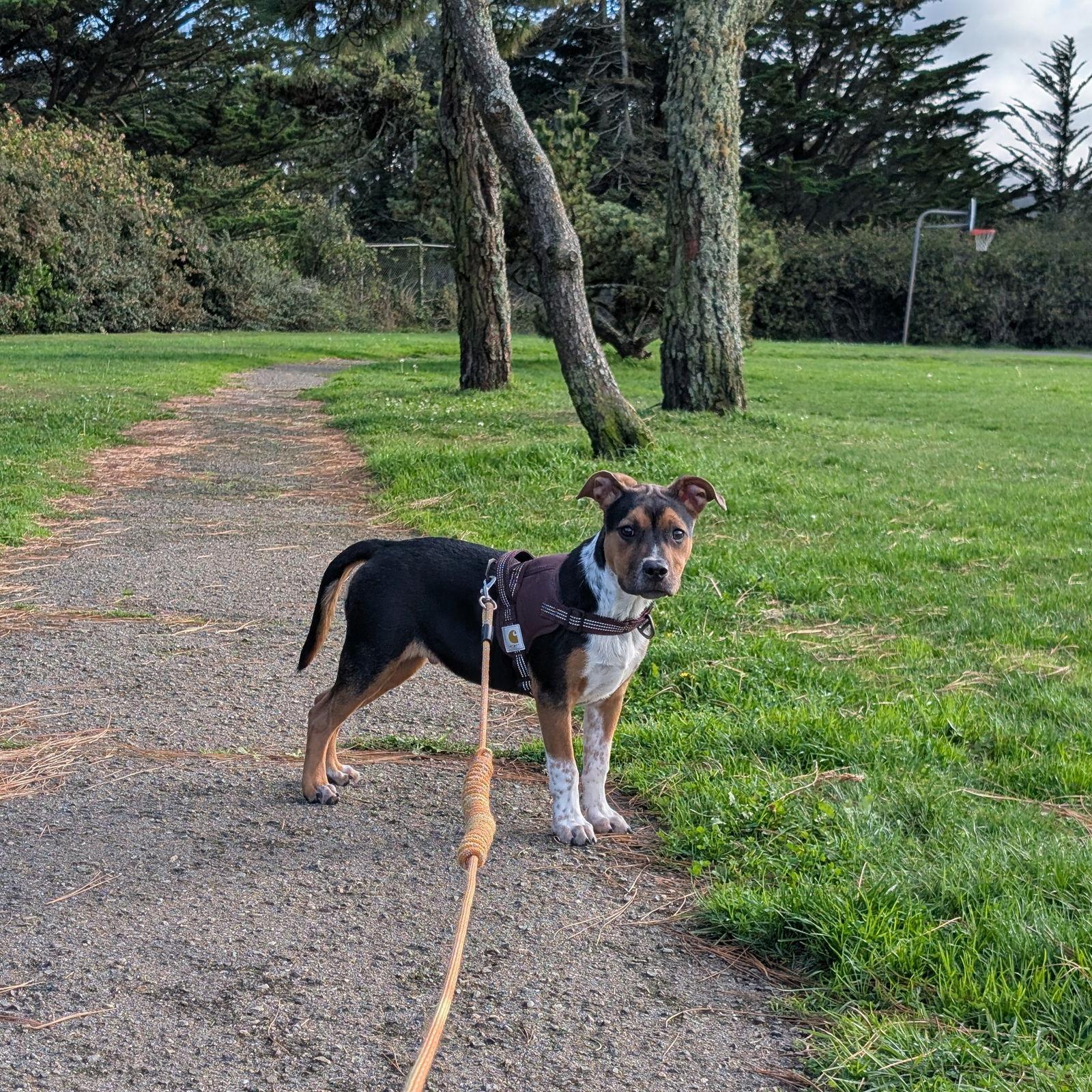 Enlarge Bruno - COURTESY, a Adoptable Pit Bull Terrier in San Jose, CA image 1/1