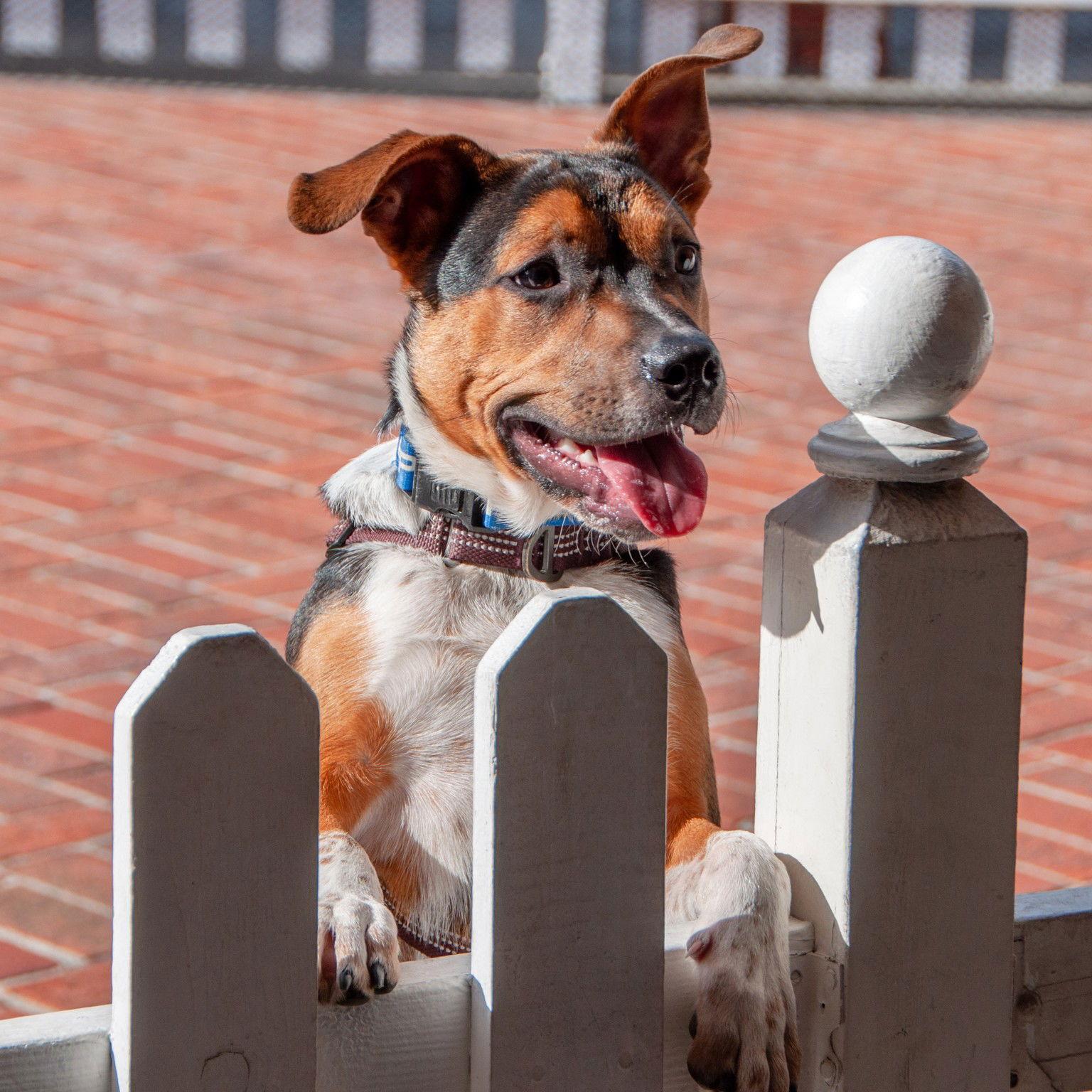 Enlarge Bruno - COURTESY, a Adoptable Pit Bull Terrier in San Jose, CA image 3/3
