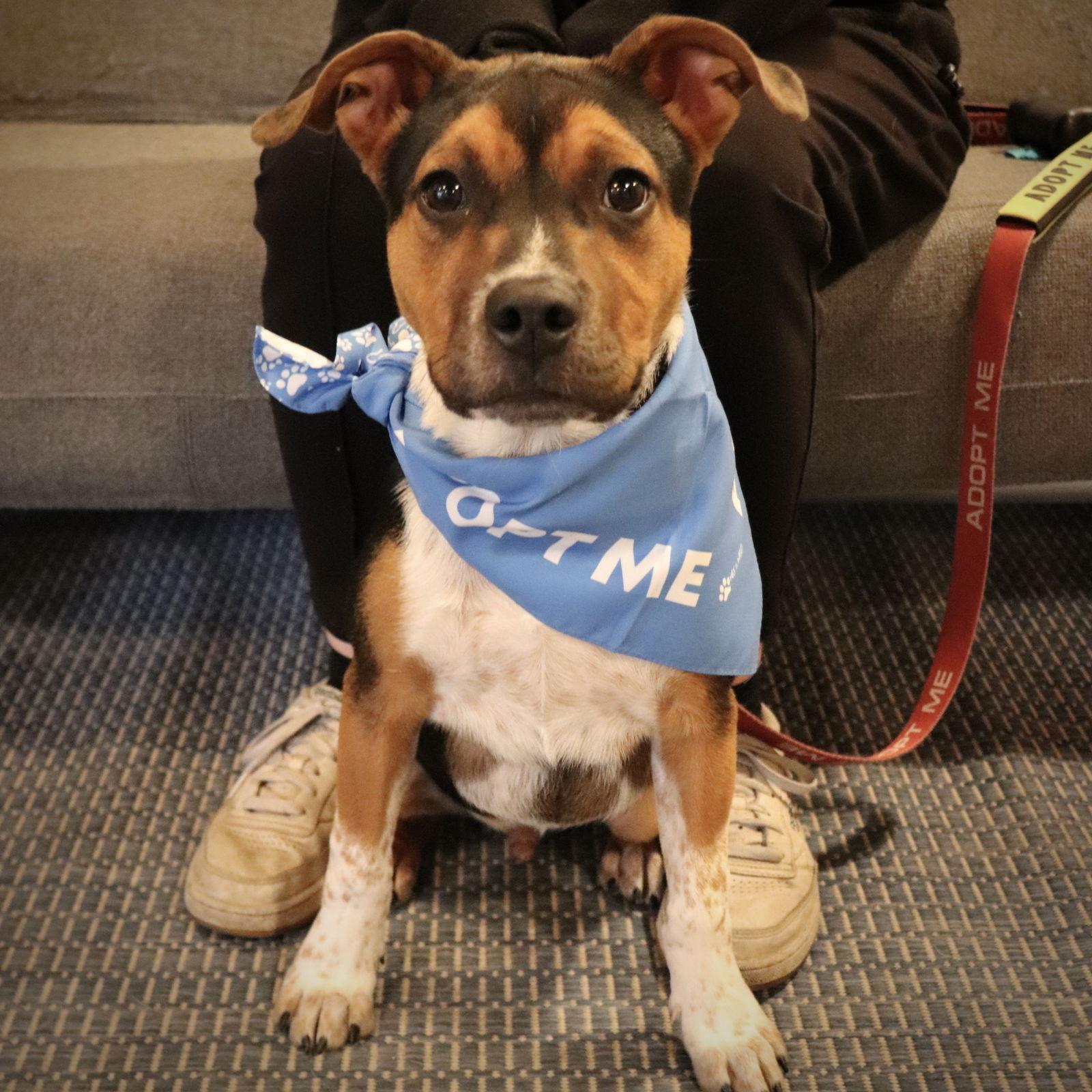 Enlarge Bruno - COURTESY, a Adoptable Pit Bull Terrier in San Jose, CA image 2/3