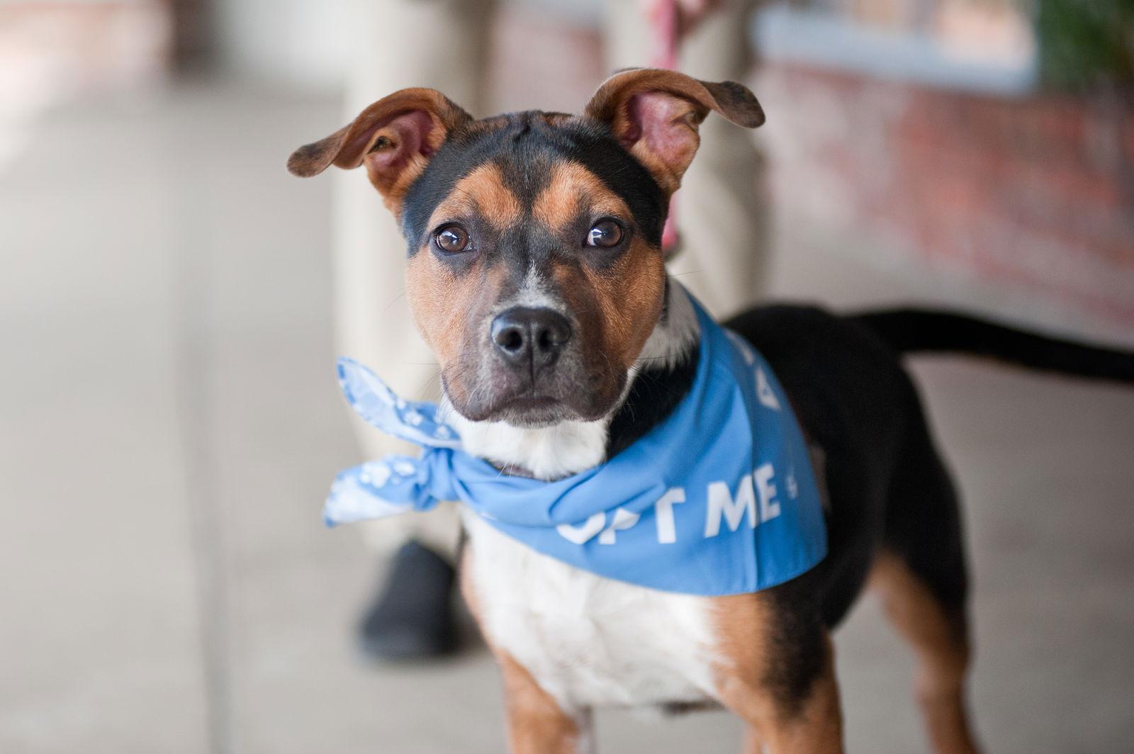 Enlarge Bruno - COURTESY, a Adoptable Pit Bull Terrier in San Jose, CA image 3/3