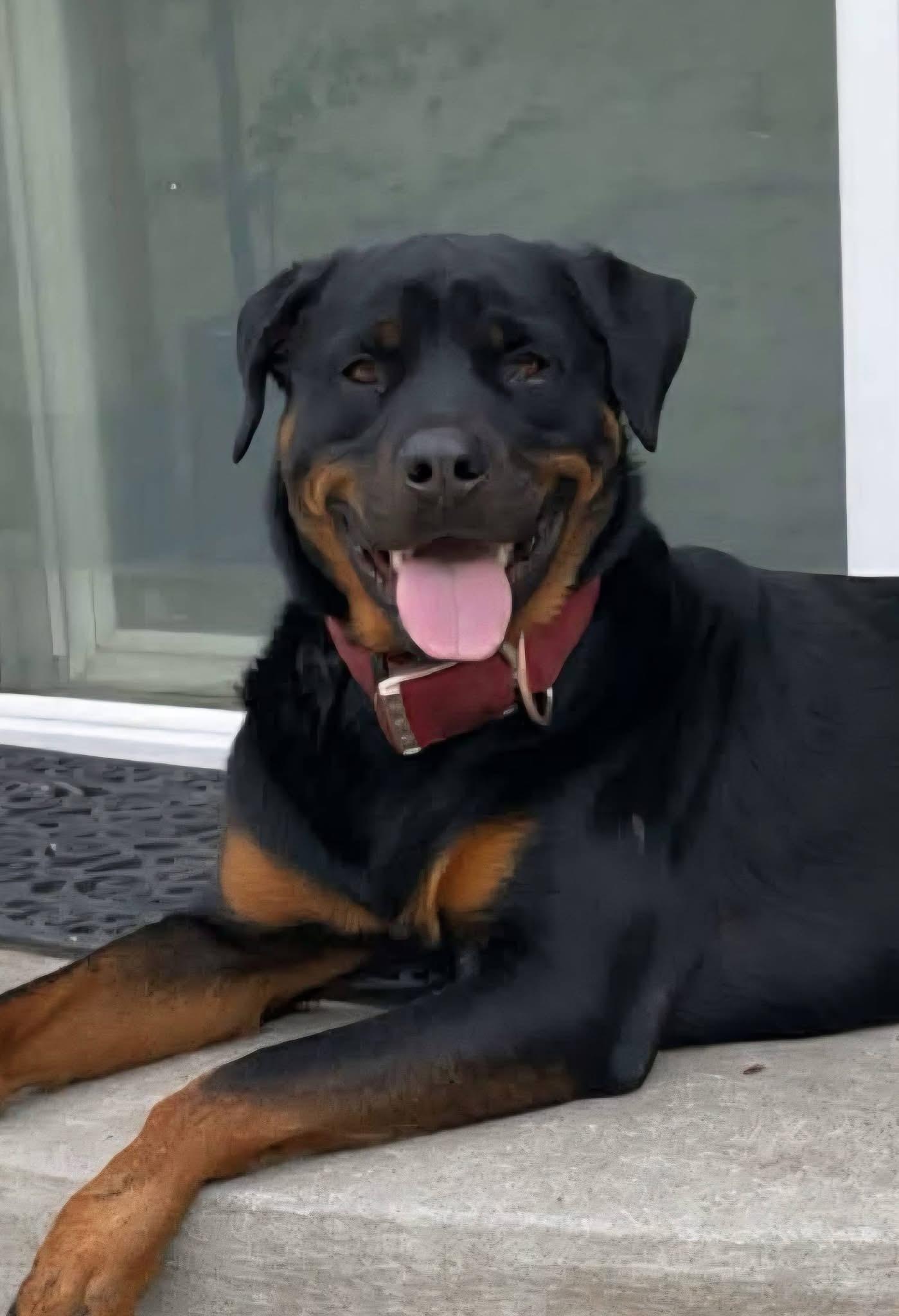 Enlarge Maverick, an adopted Rottweiler in Seattle, WA image 5/5