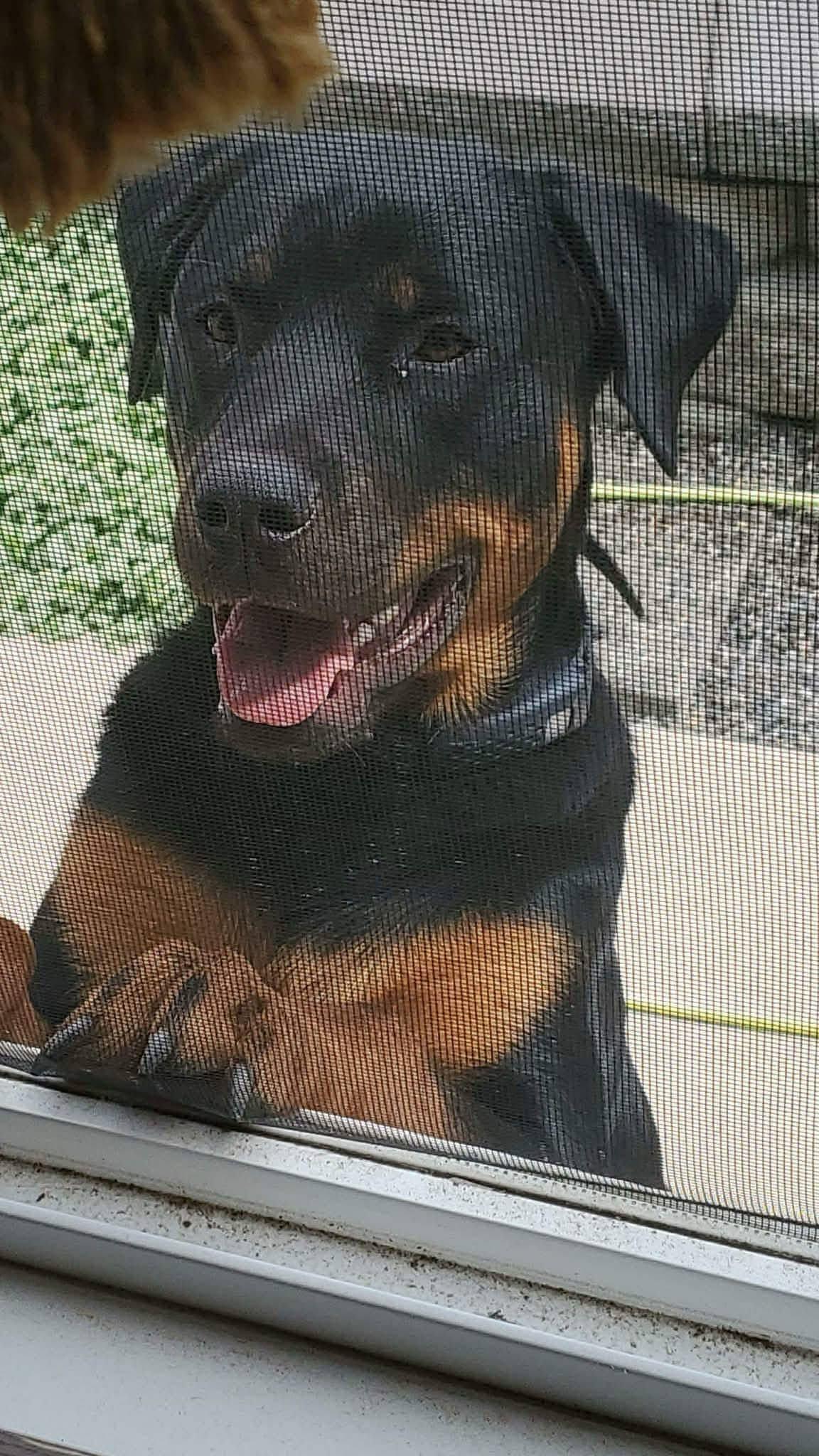 Enlarge Maverick, an adopted Rottweiler in Seattle, WA image 3/5